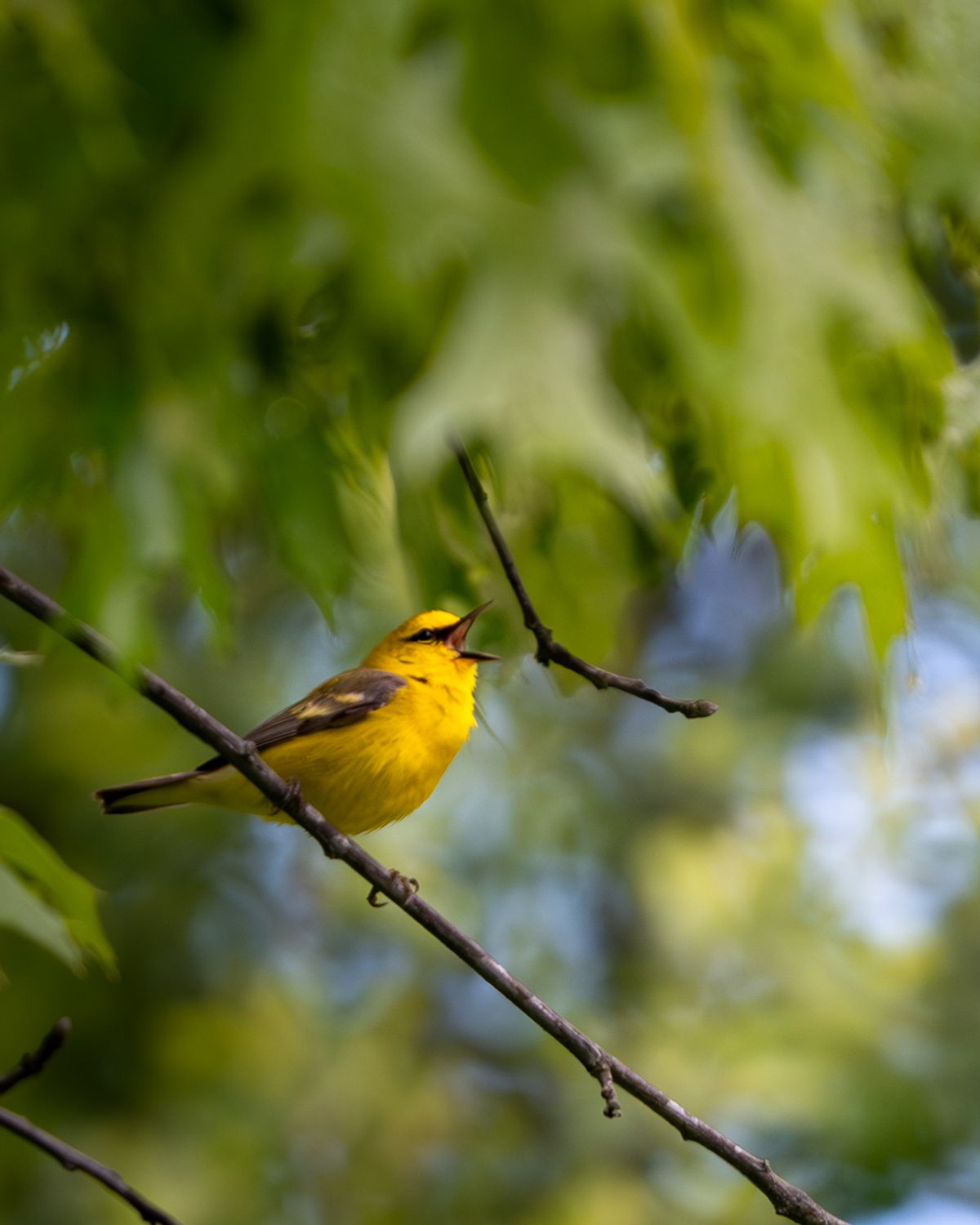 A bright yellow blue-winged warbler with gray wings perches on a thin branch, beak open mid-song.