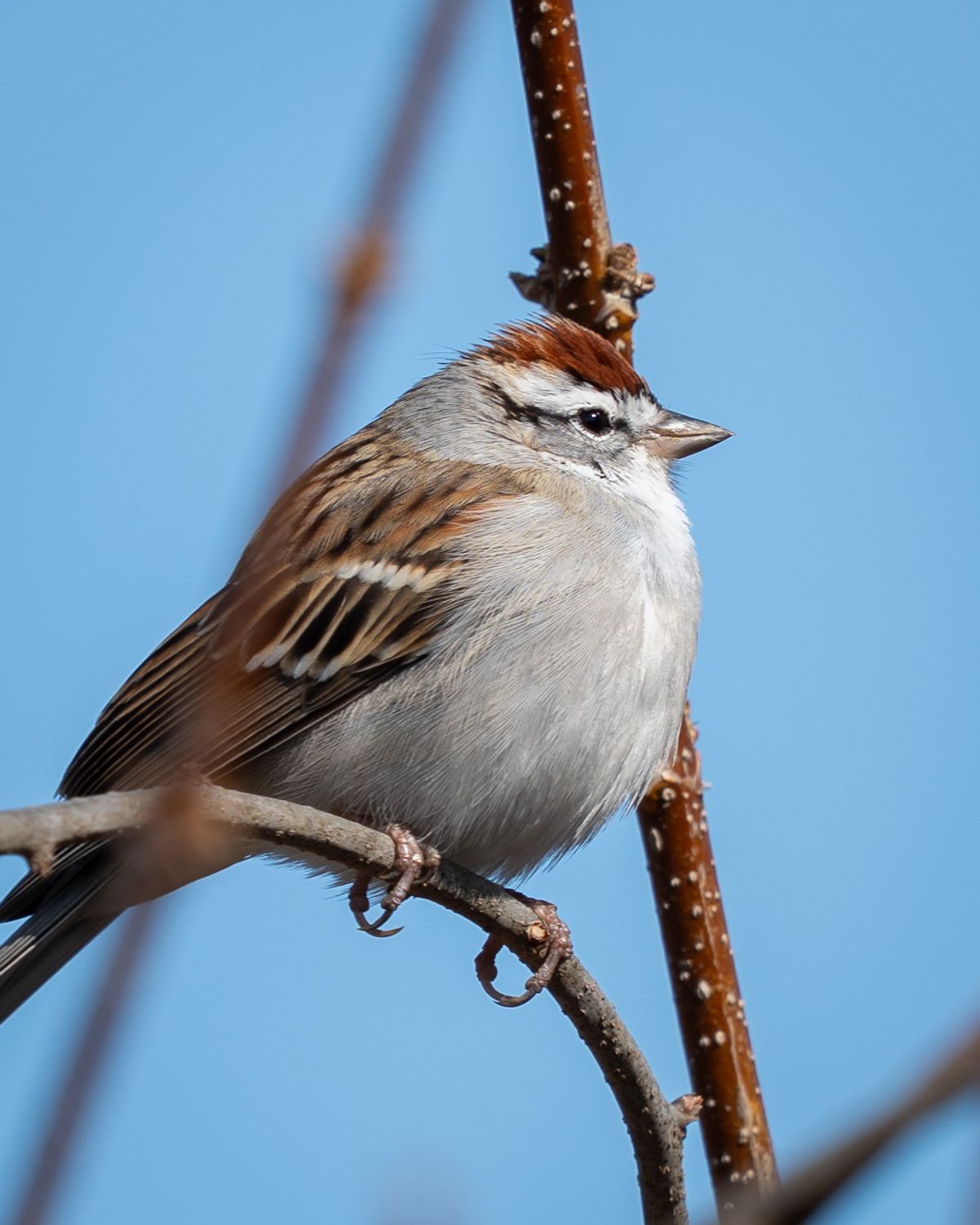 A Chipping Sparrow with a rufous cap and white eyebrow stripe perches on a twig against a blue sky.