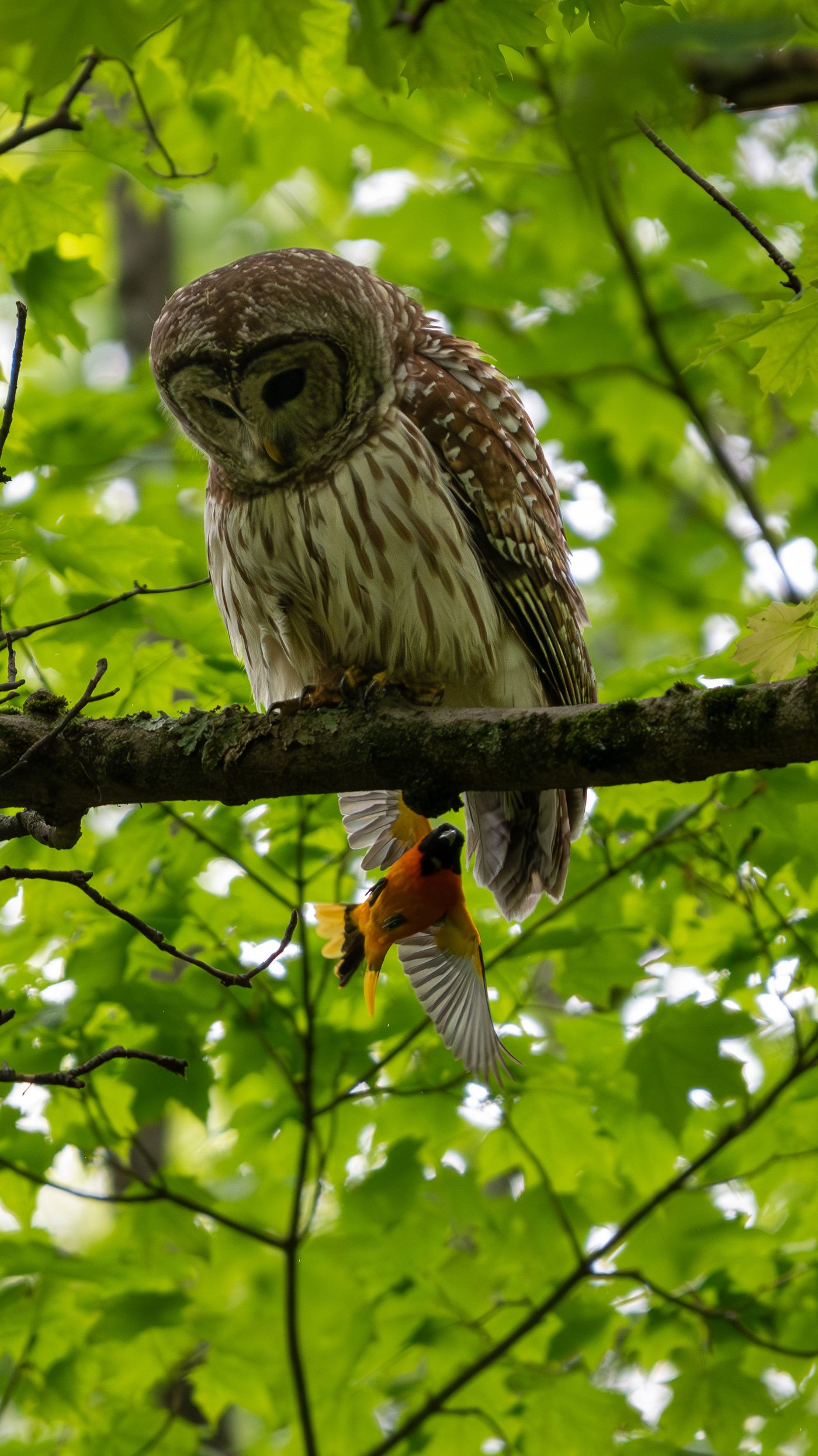 A barred owl looks down from its perch as a Baltimore oriole hangs from its talons just below the branch.