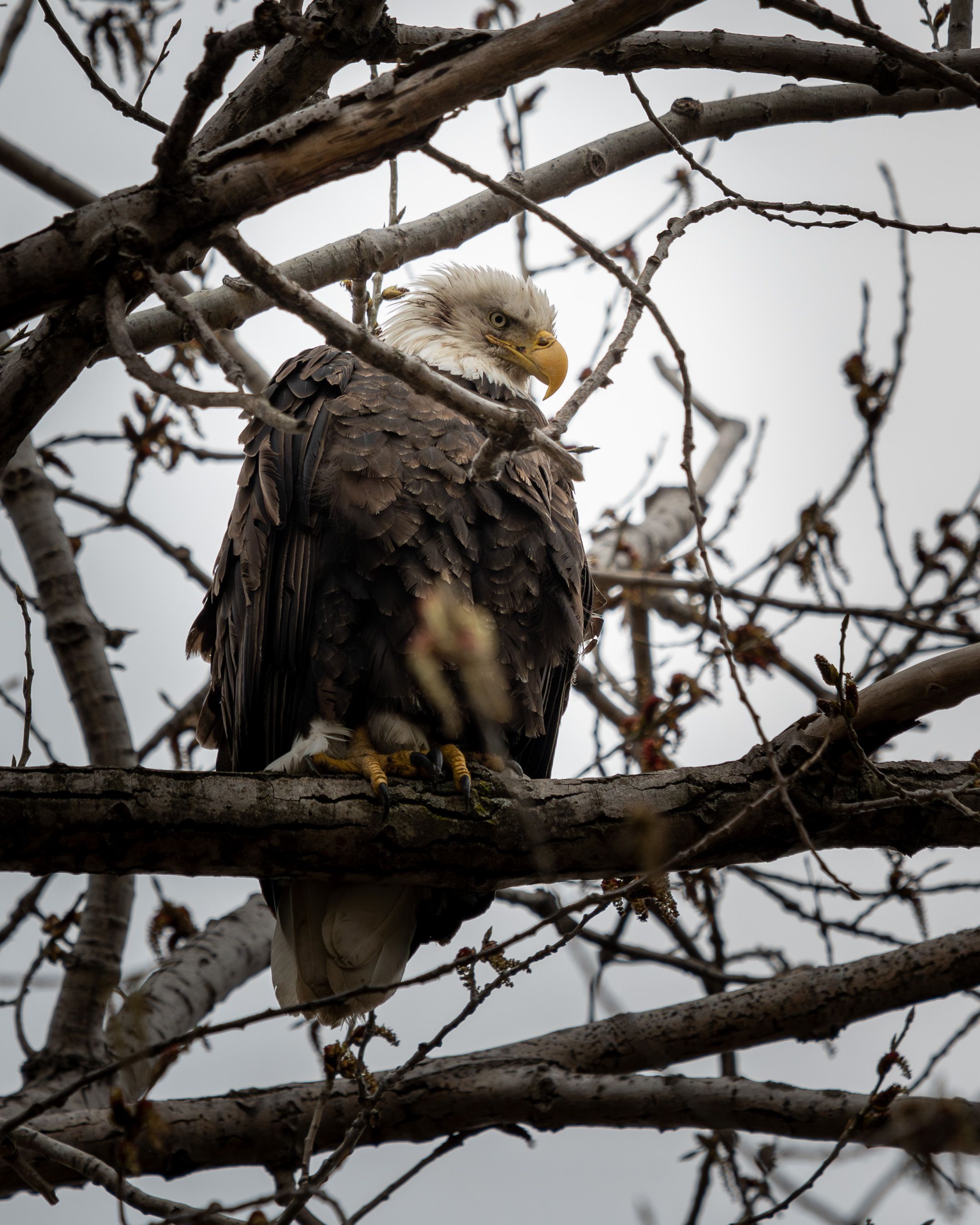An adult bald eagle with a white head and yellow beak perches on a branch, surrounded by a tangle of bare twigs.