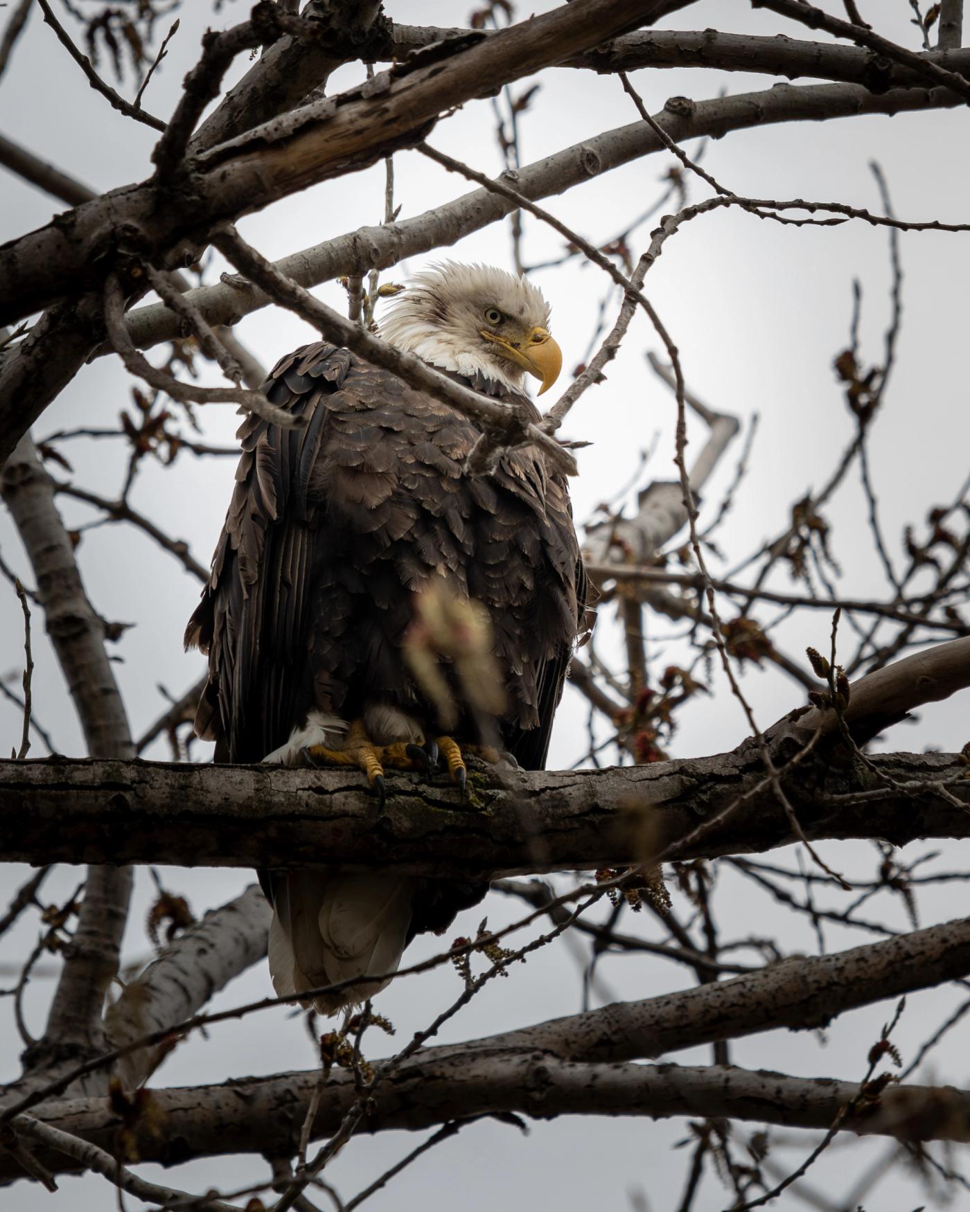 An adult bald eagle with a white head and yellow beak perches on a branch, surrounded by a tangle of bare twigs.