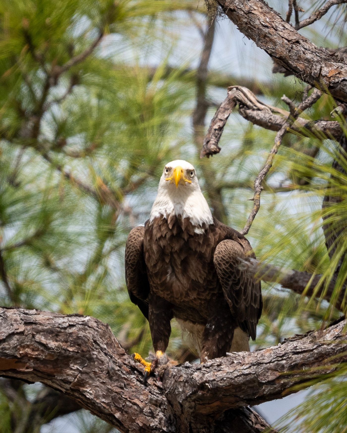 An adult Bald Eagle perches on a pine branch gripping prey in its talons and looks directly at the camera.