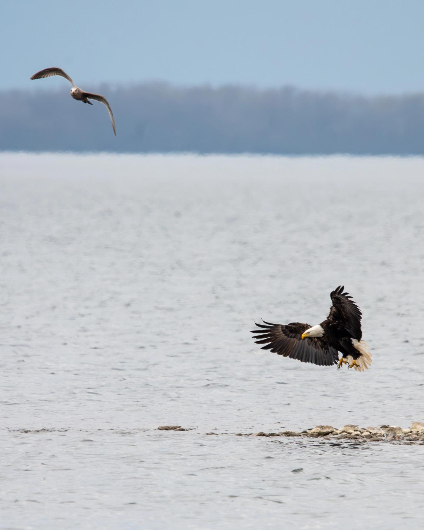 A bald eagle glides low over open water with wings swept back and talons dropping, a gull passing in the distance behind it.