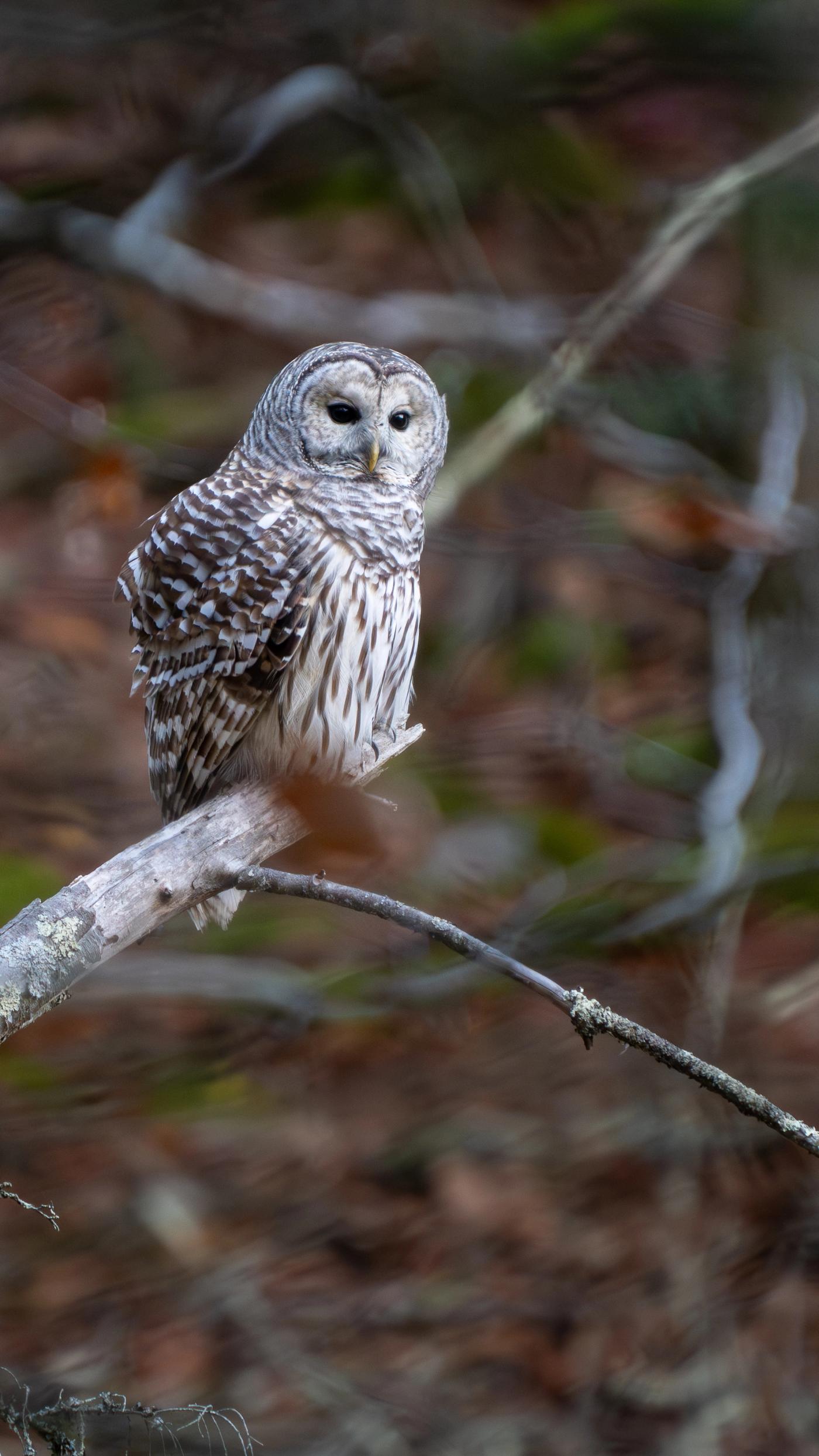 A Barred Owl perched on a branch turns its head slightly downward, softly lit against an out-of-focus brown woodland.