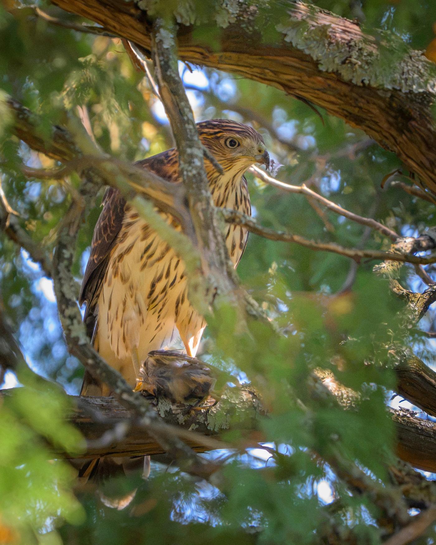 A juvenile Cooper's Hawk perches on a lichen-covered branch deep in a tree, its cream breast marked with brown teardrop streaks, looking off to the side with a small bird held in its talons.