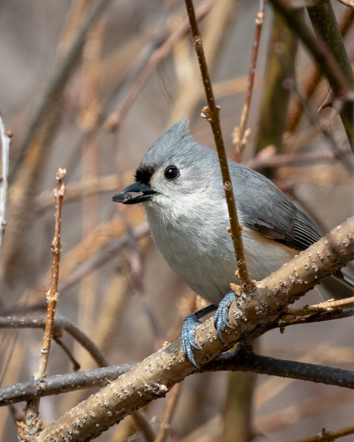 A Tufted Titmouse holds a seed in its beak while perched among bare branches.