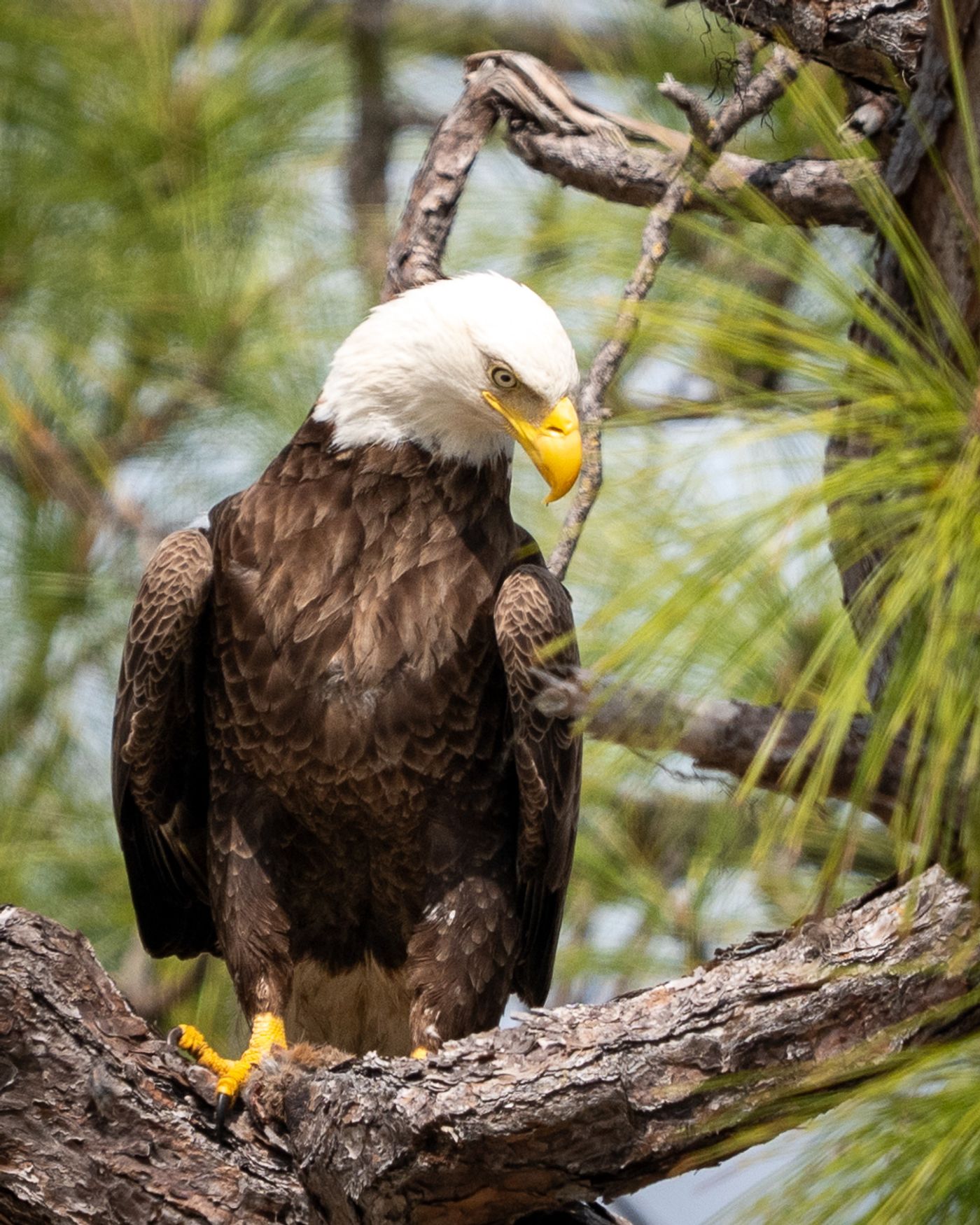 A bald eagle standing on a pine branch with its talons gripping the bark.