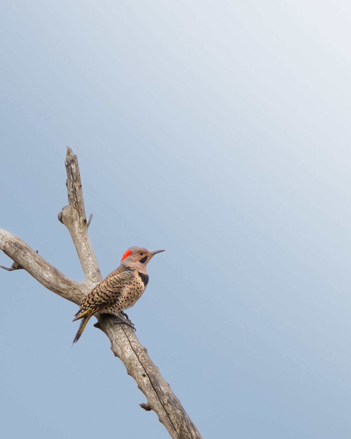 A northern flicker with a red nape crescent perches on a bare, weathered branch.