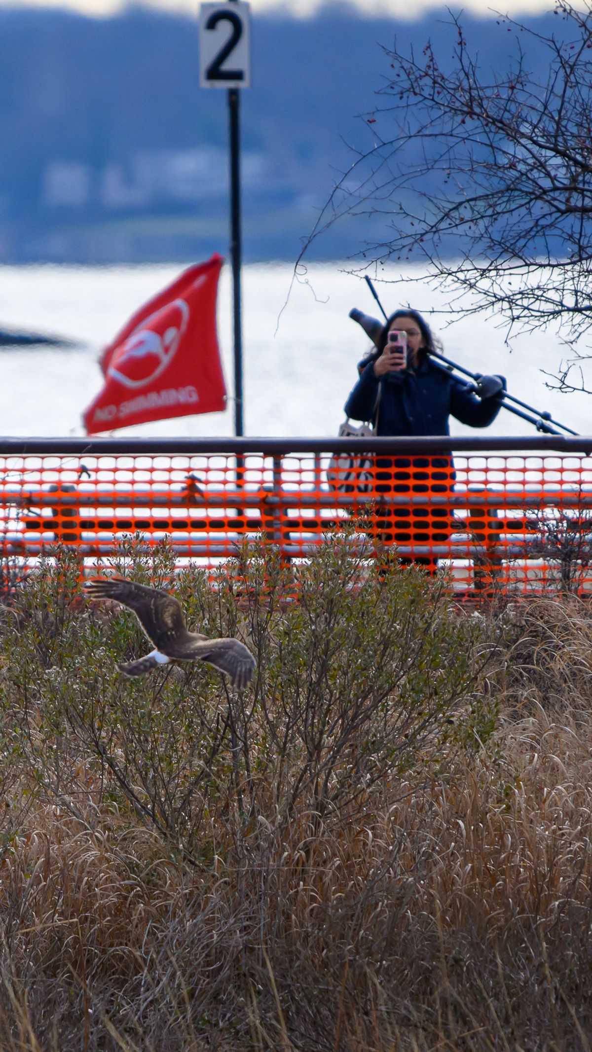 A hawk flying low over marsh grasses near a shoreline railing where a photographer stands with a camera.