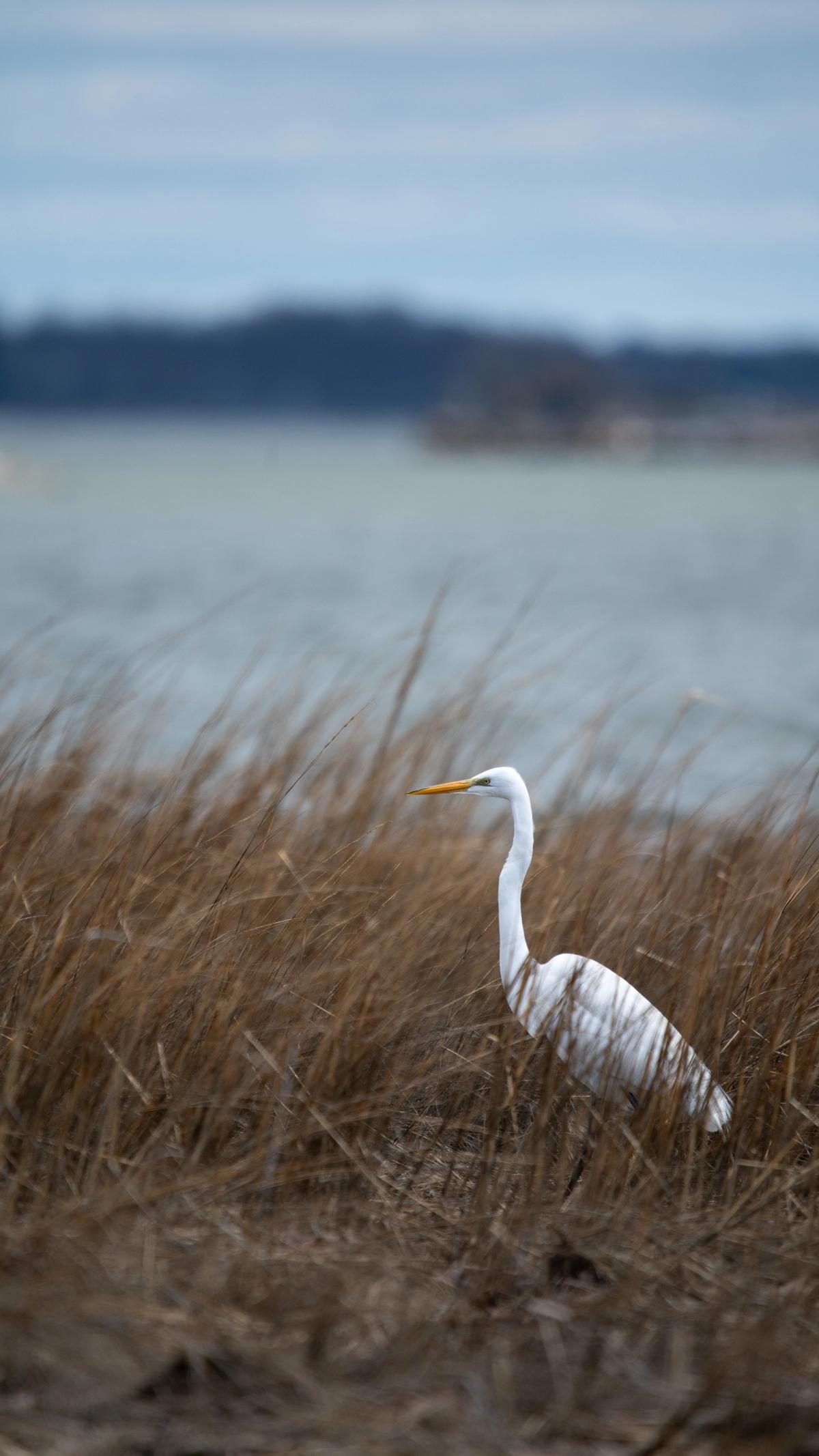 A great egret with a yellow bill stands among tall dry marsh grass with water in the background.