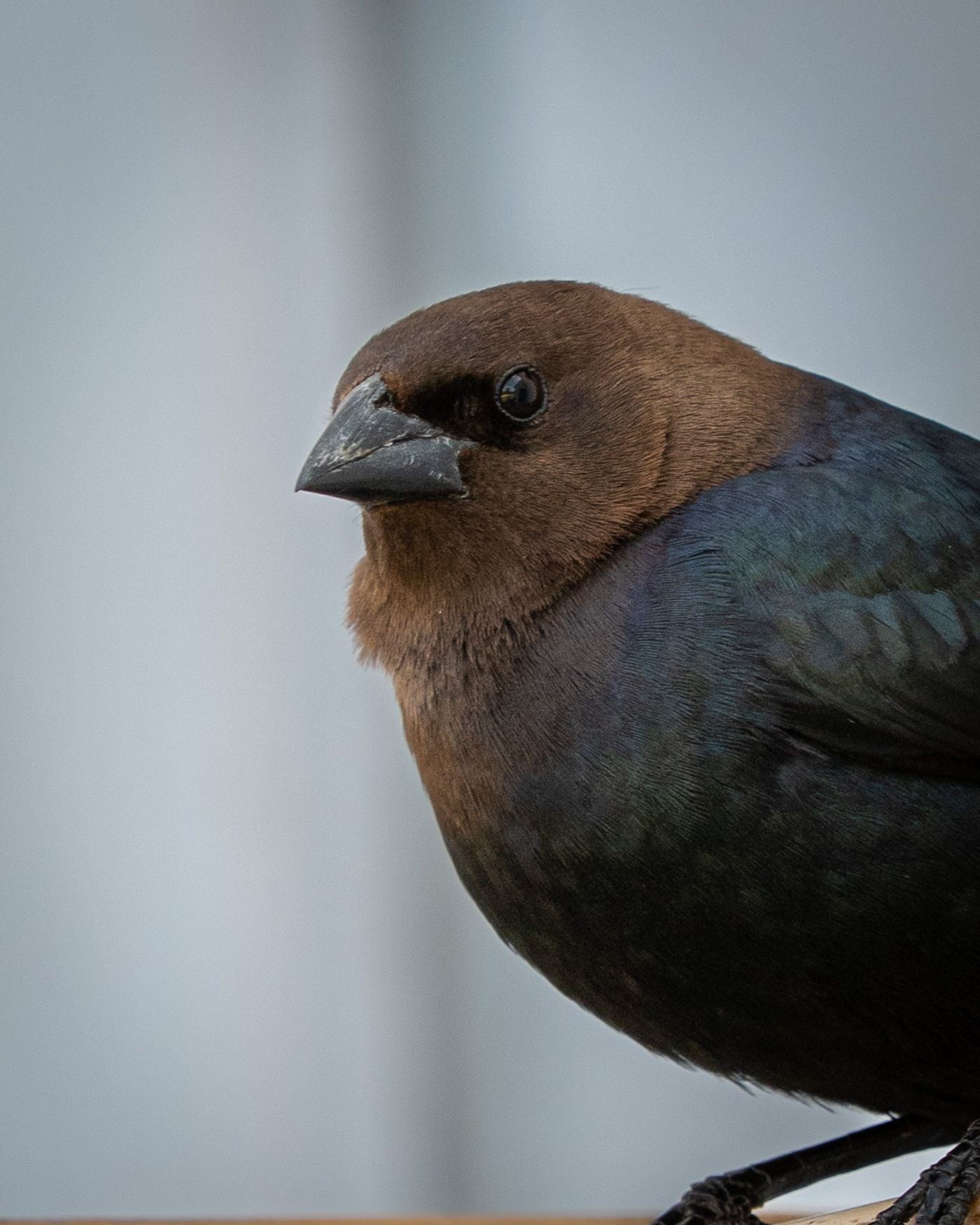 A male Brown-headed Cowbird shows its brown head and glossy black-green body in close profile.