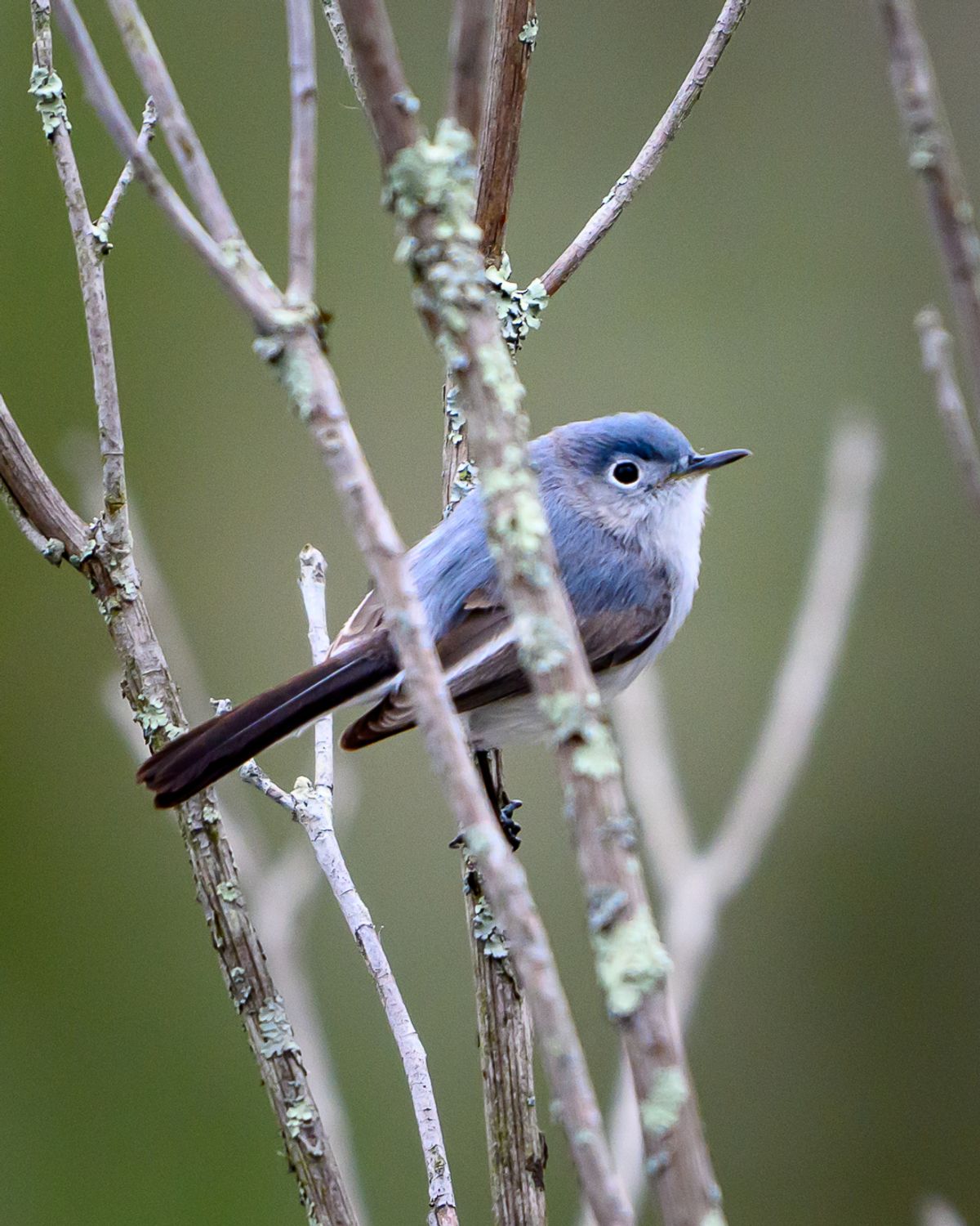 A blue-gray gnatcatcher perched among lichen-covered twigs.