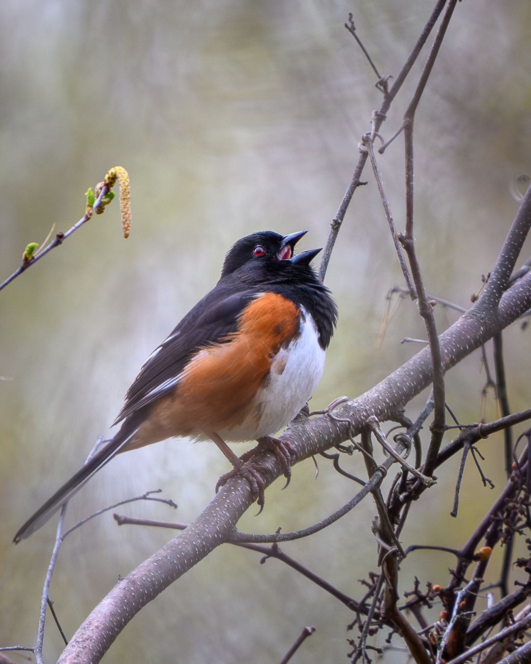 Eastern Towhee