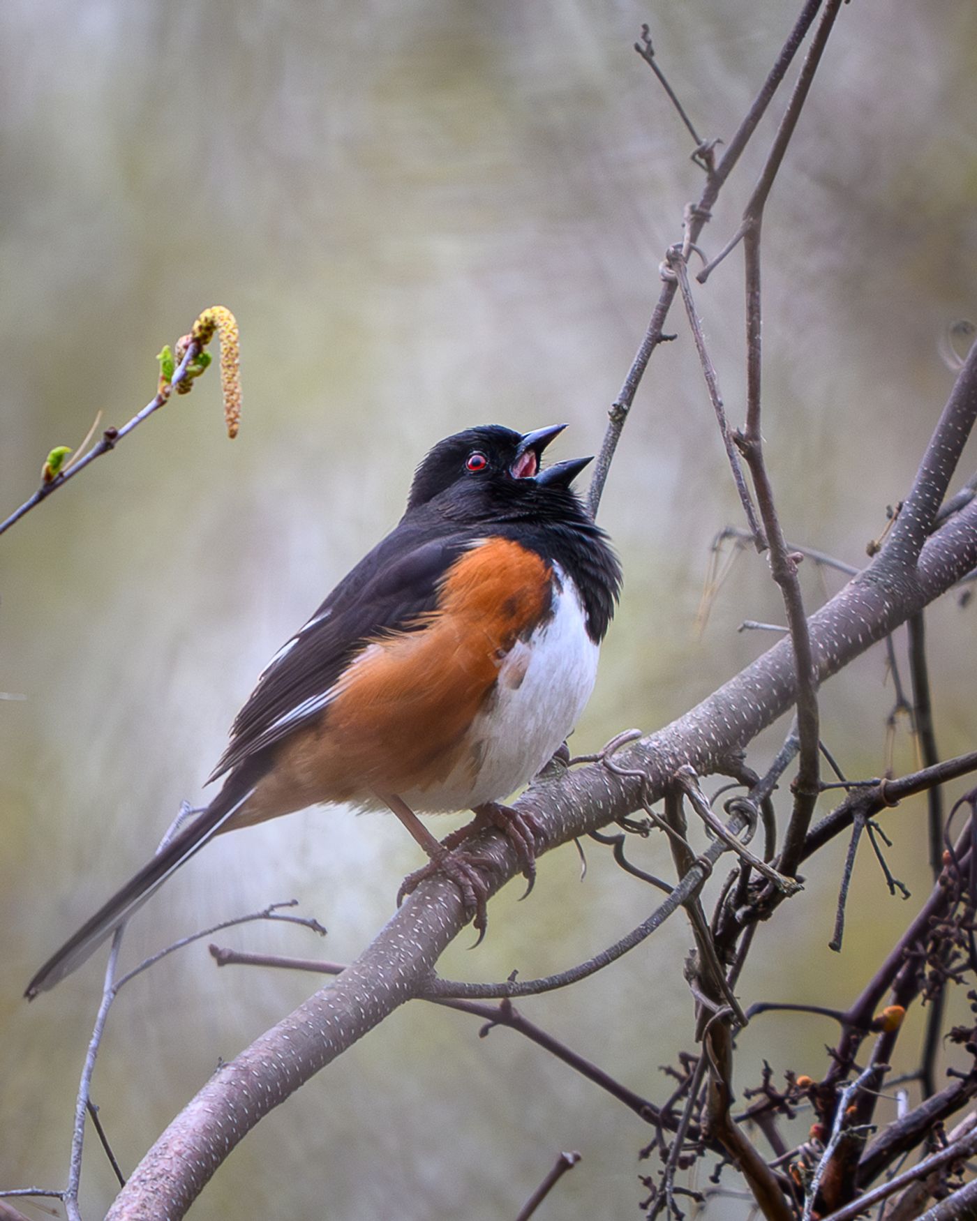 An eastern towhee perched on a bare branch with its beak open, singing.