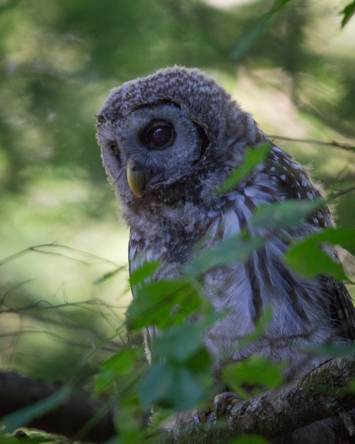 A close-up portrait of a fluffy, large-eyed Barred Owl peers out from behind green leaves in soft daylight.