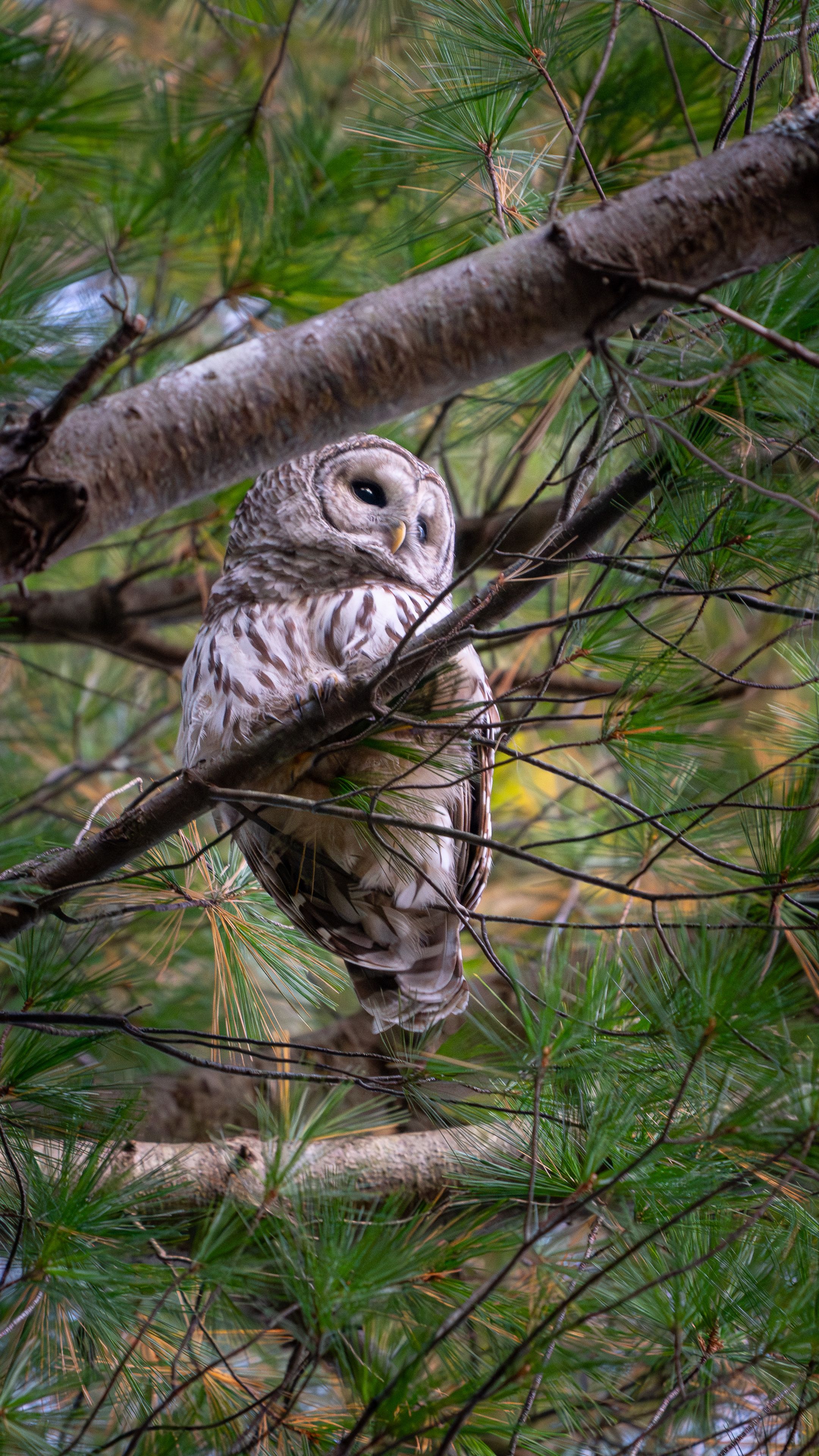 A Barred Owl perched among pine branches, looking toward the camera.