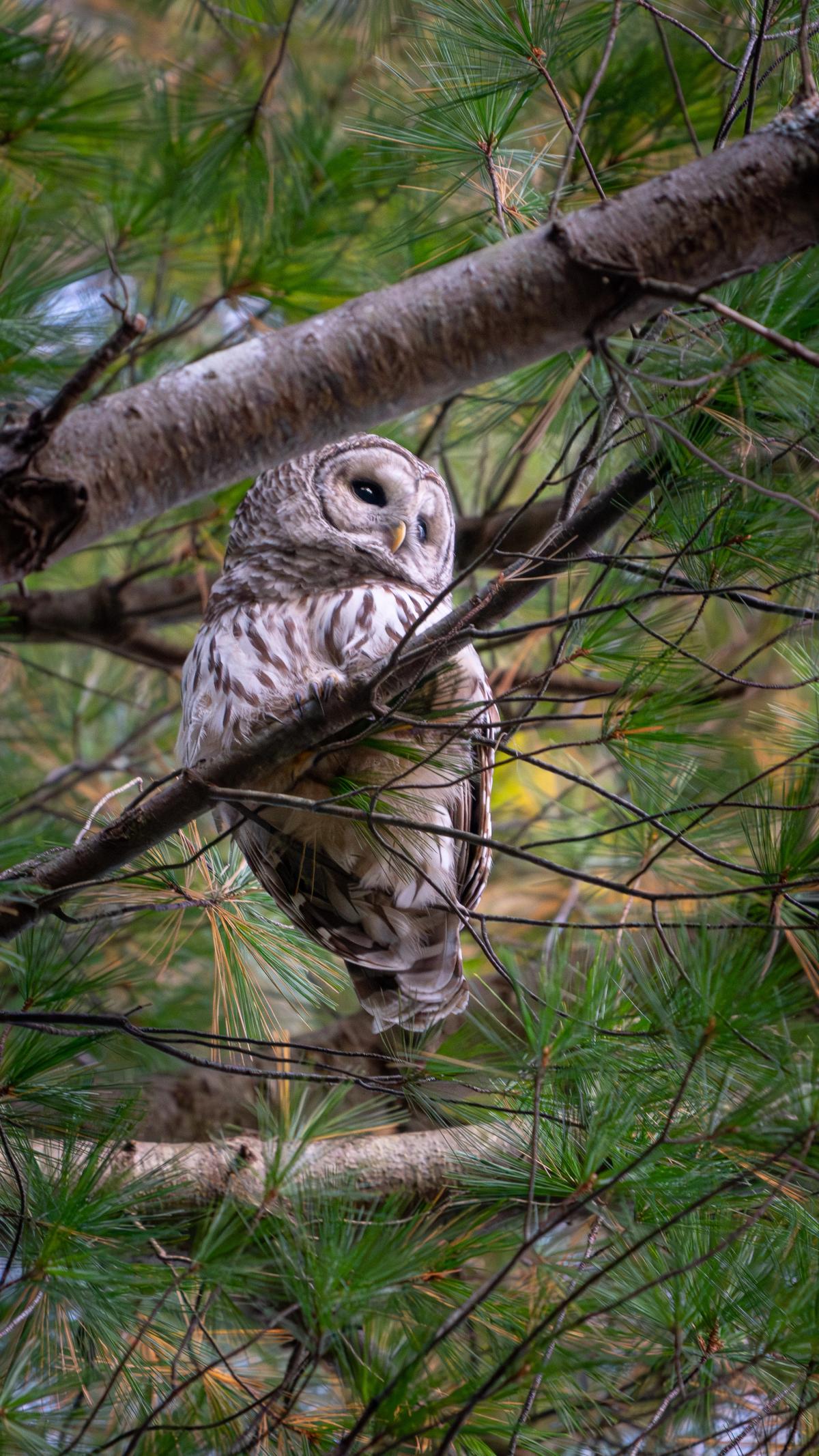 A Barred Owl perched among pine branches, looking toward the camera.