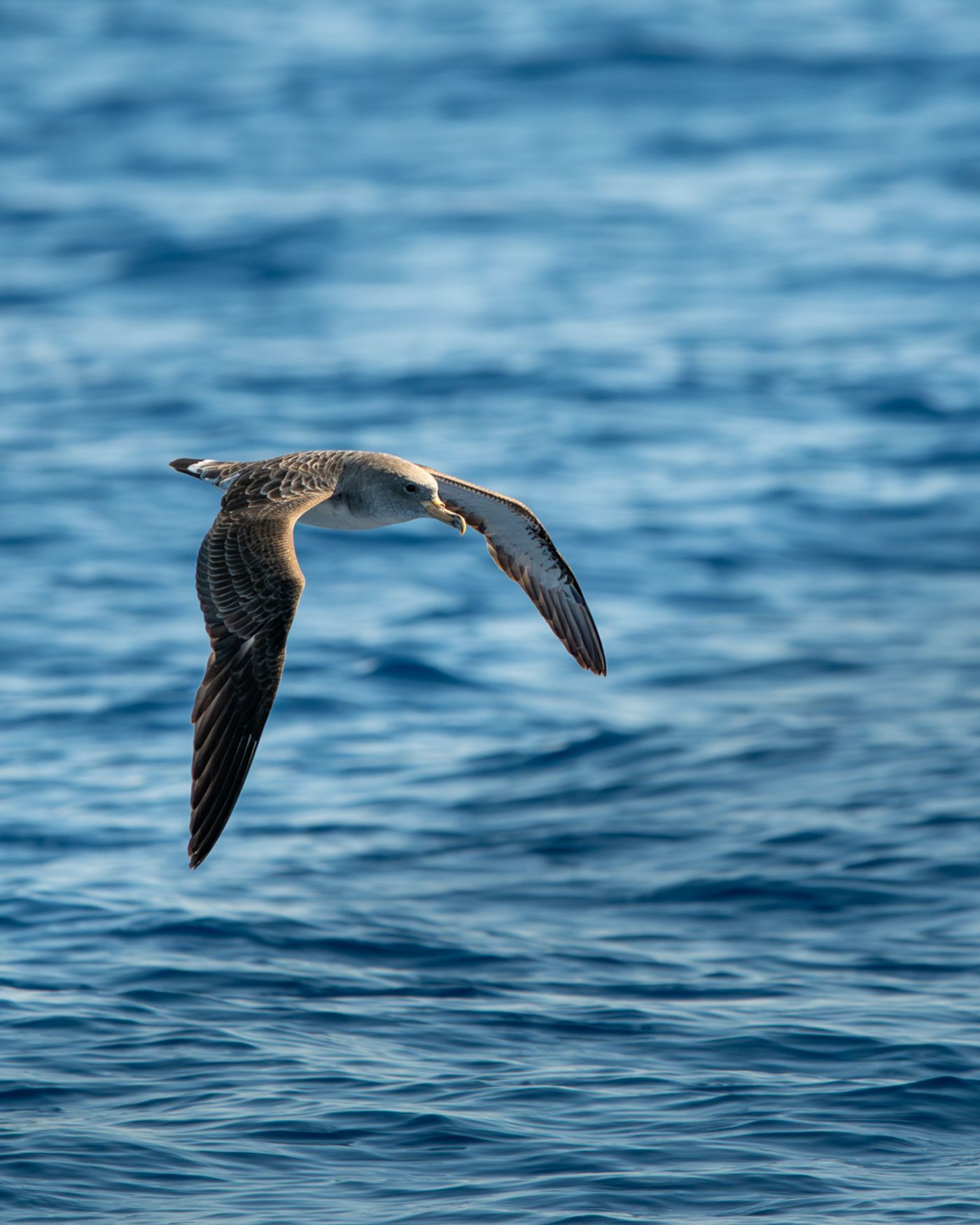 A Cory's Shearwater glides low over dark blue ocean water with its wings angled downward.