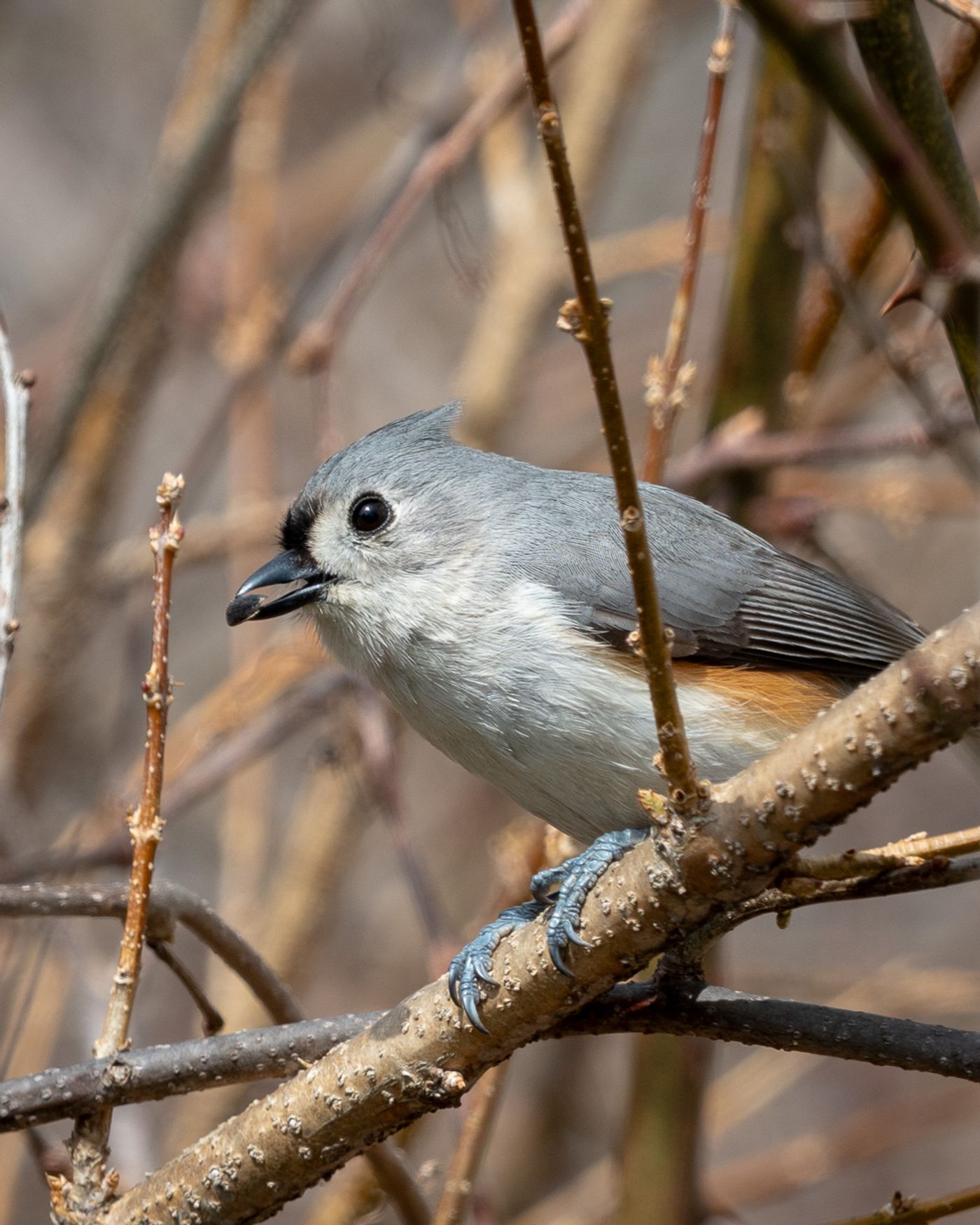 A Tufted Titmouse perches on a twig with its crest raised amid a tangle of bare branches.