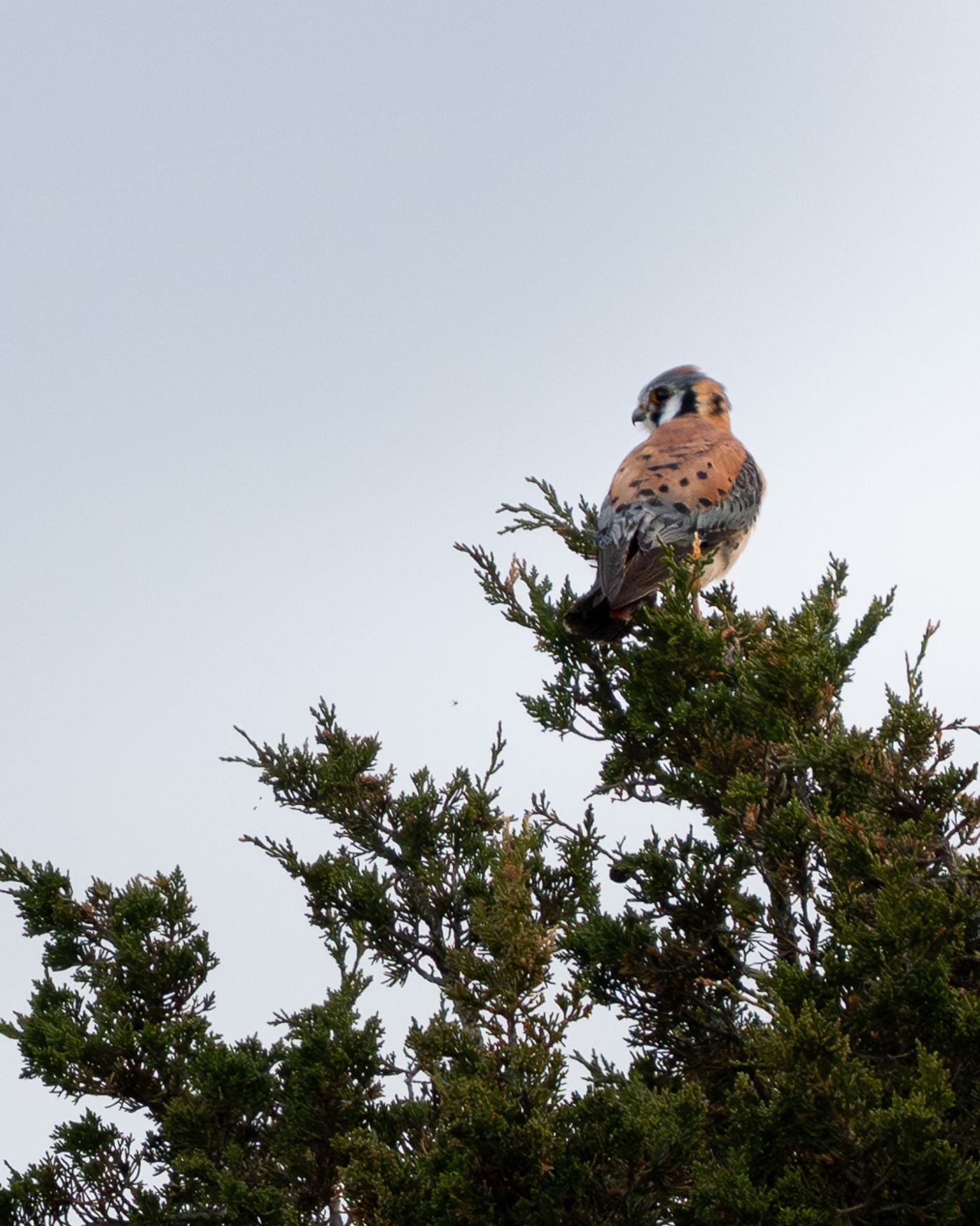 An American kestrel perches at the top of a juniper tree against a pale sky.