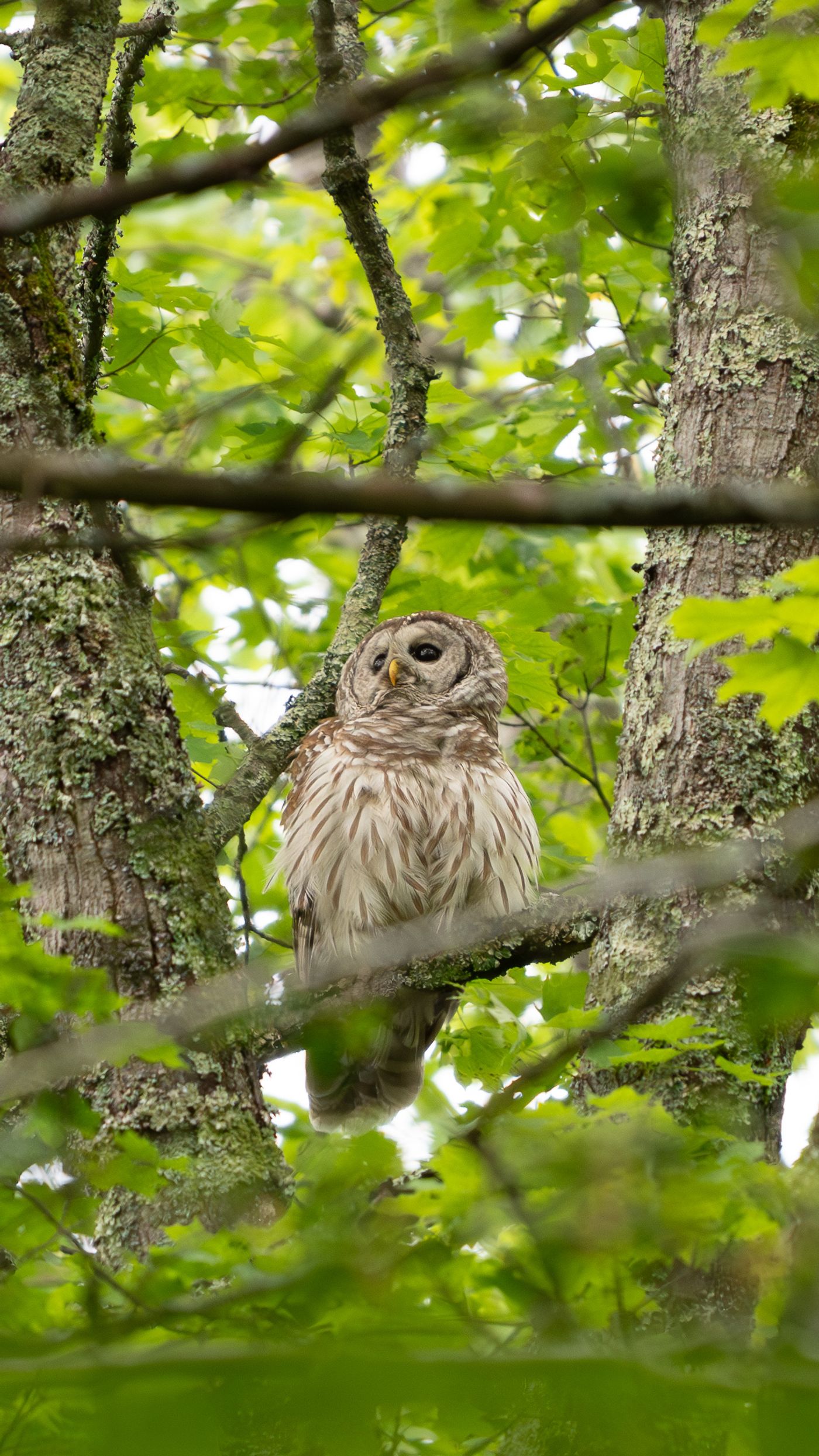 A barred owl with dark eyes and mottled brown-and-white plumage perches on a branch surrounded by bright green maple leaves.
