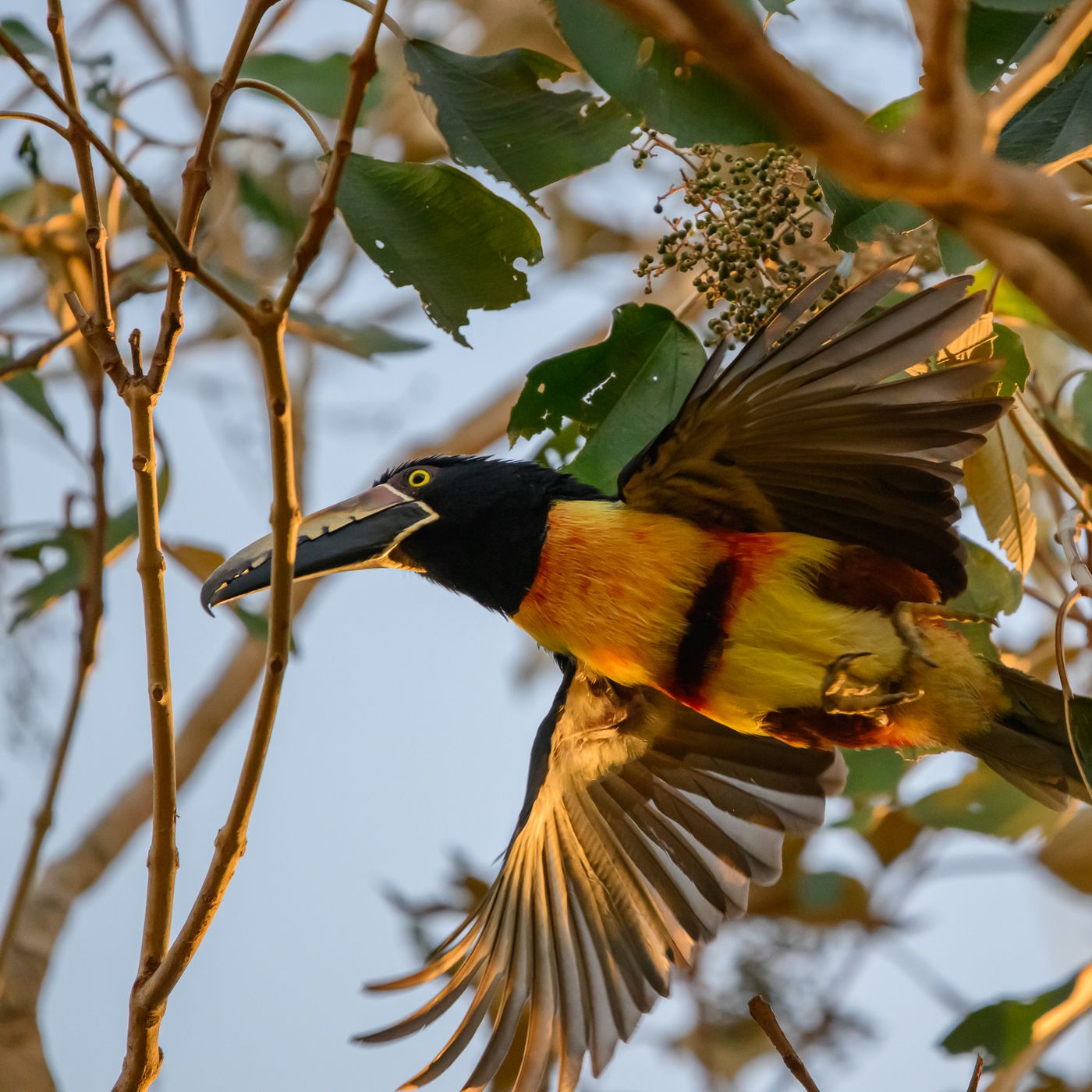 A Collared Aracari stretches with wings partly open while feeding among berry clusters in backlit foliage.