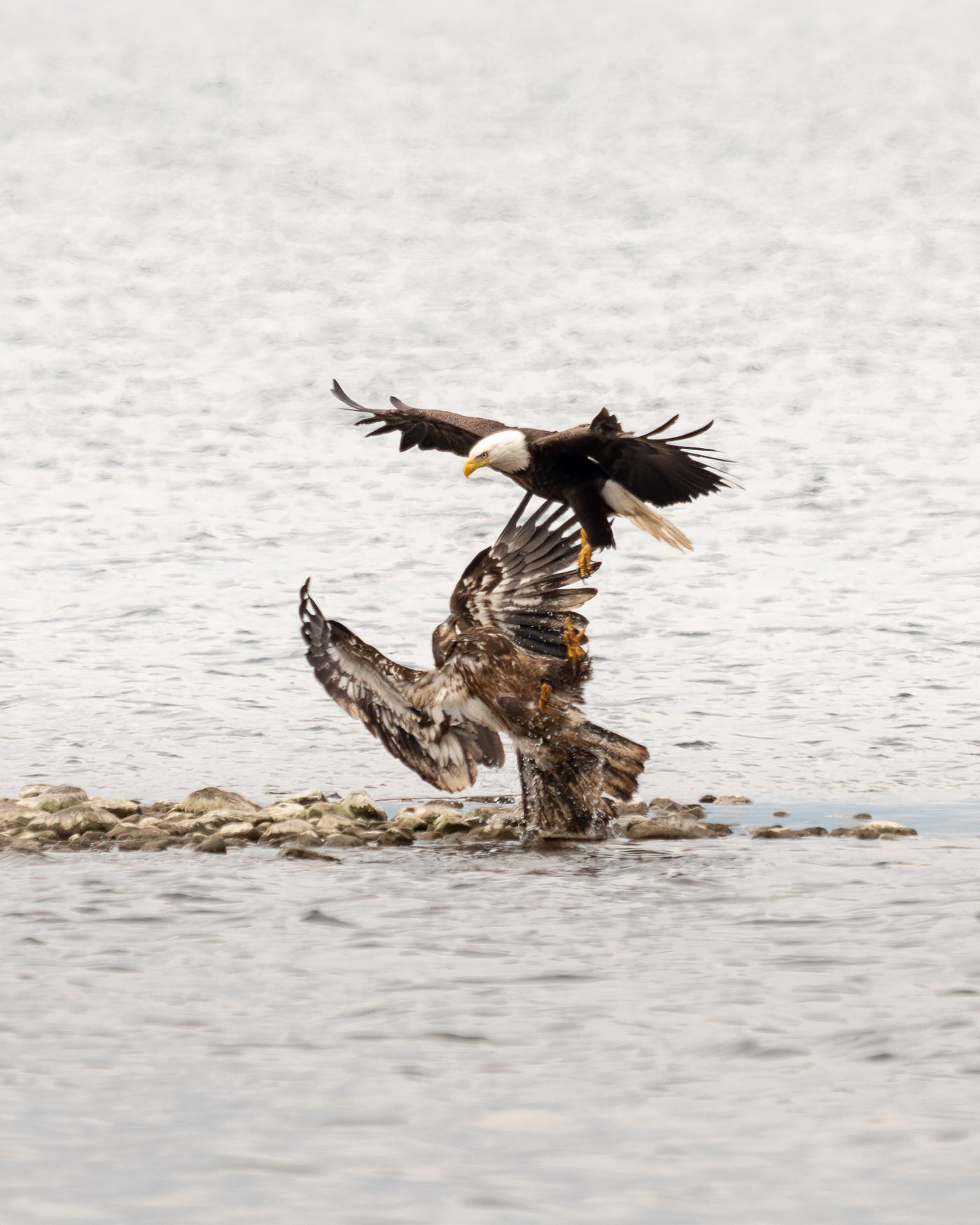 Two bald eagles collide with talons extended just above a rocky shoreline, wings thrown wide in a mid-air confrontation.