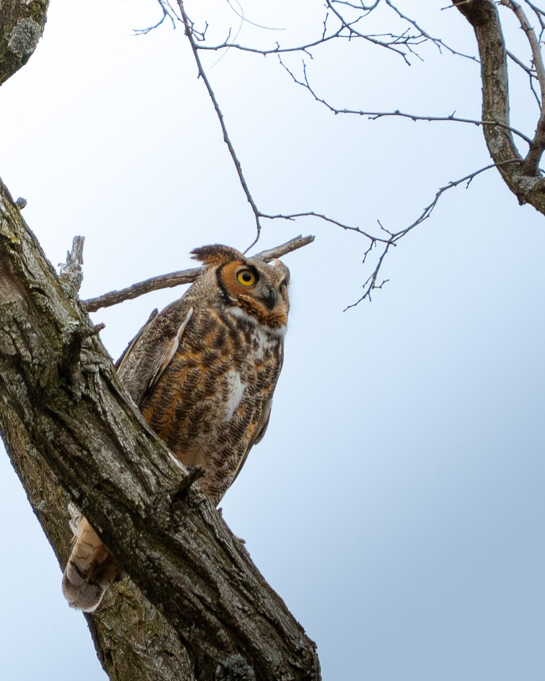 Great Horned Owl