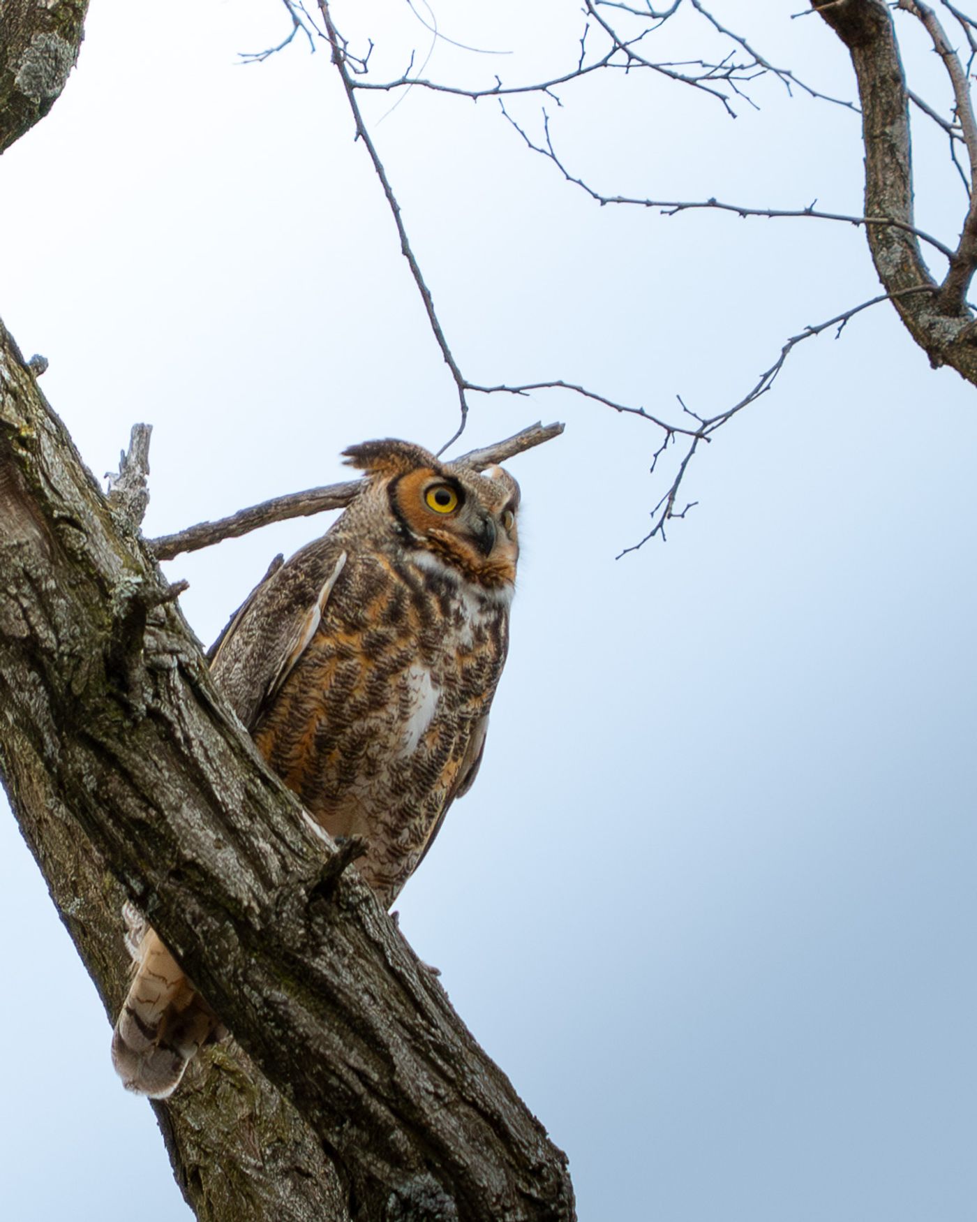 A Great Horned Owl with prominent ear tufts and yellow eyes perches in a tree, looking upward.