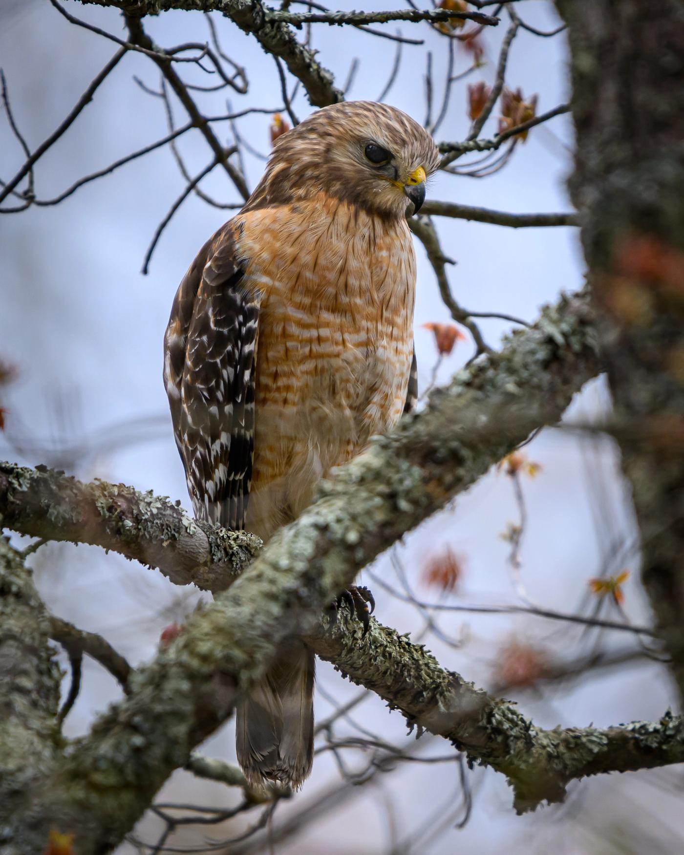 A red-shouldered hawk perched on a branch amid bare twigs and autumn leaves.