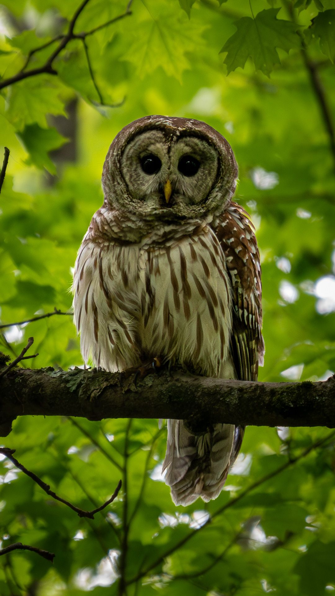 A Barred Owl with dark round eyes and brown-and-white streaked plumage perches on a mossy branch amid green leaves, staring directly at the camera.