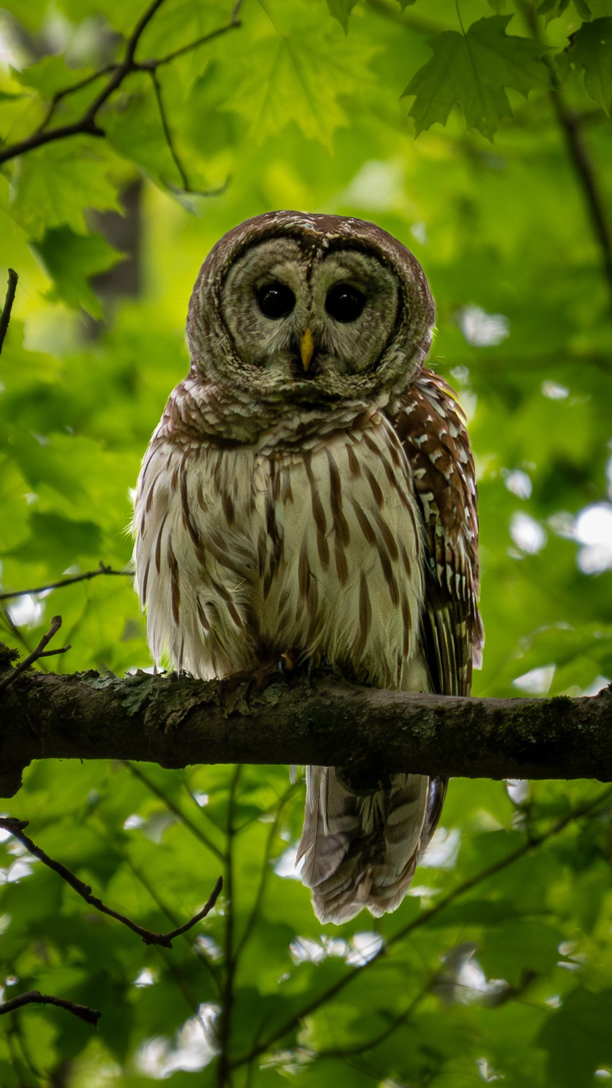 A Barred Owl with dark round eyes and brown-and-white streaked plumage perches on a mossy branch amid green leaves, staring directly at the camera.