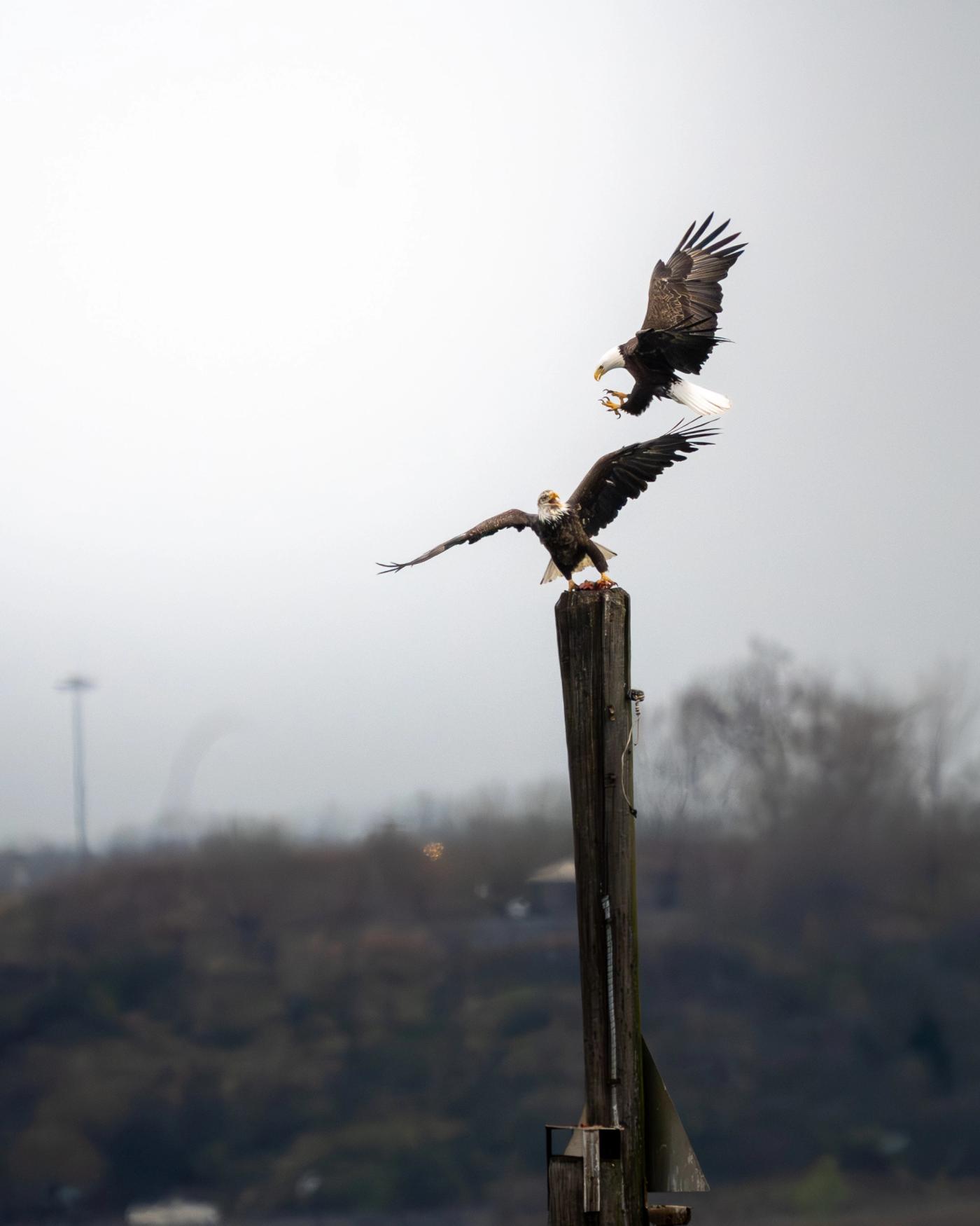 One bald eagle descends with talons out toward another perched atop a tall wooden piling, wings spread against an overcast sky.