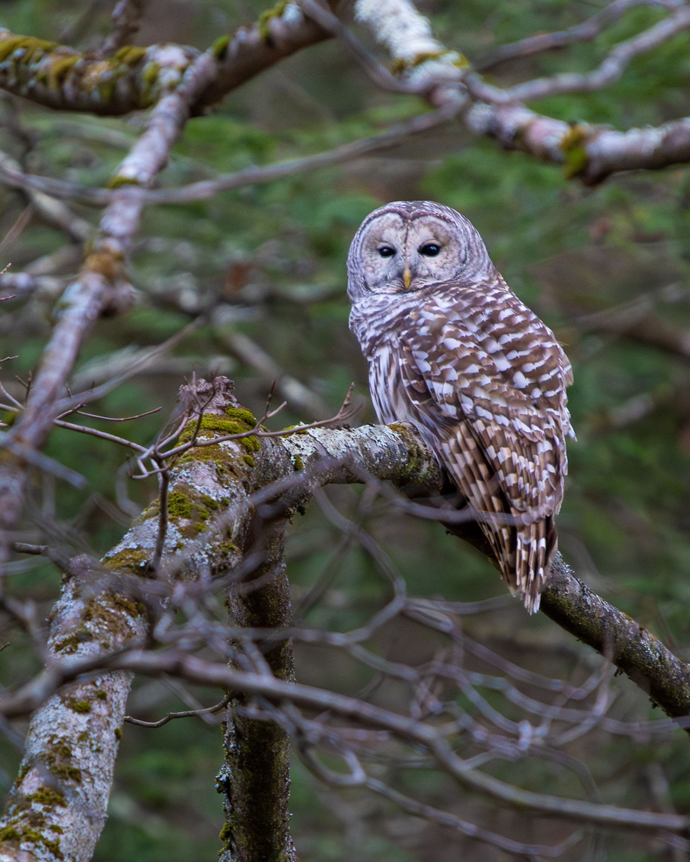 A Barred Owl perched on a moss-covered branch looks off to the side, framed by soft green woodland bokeh.