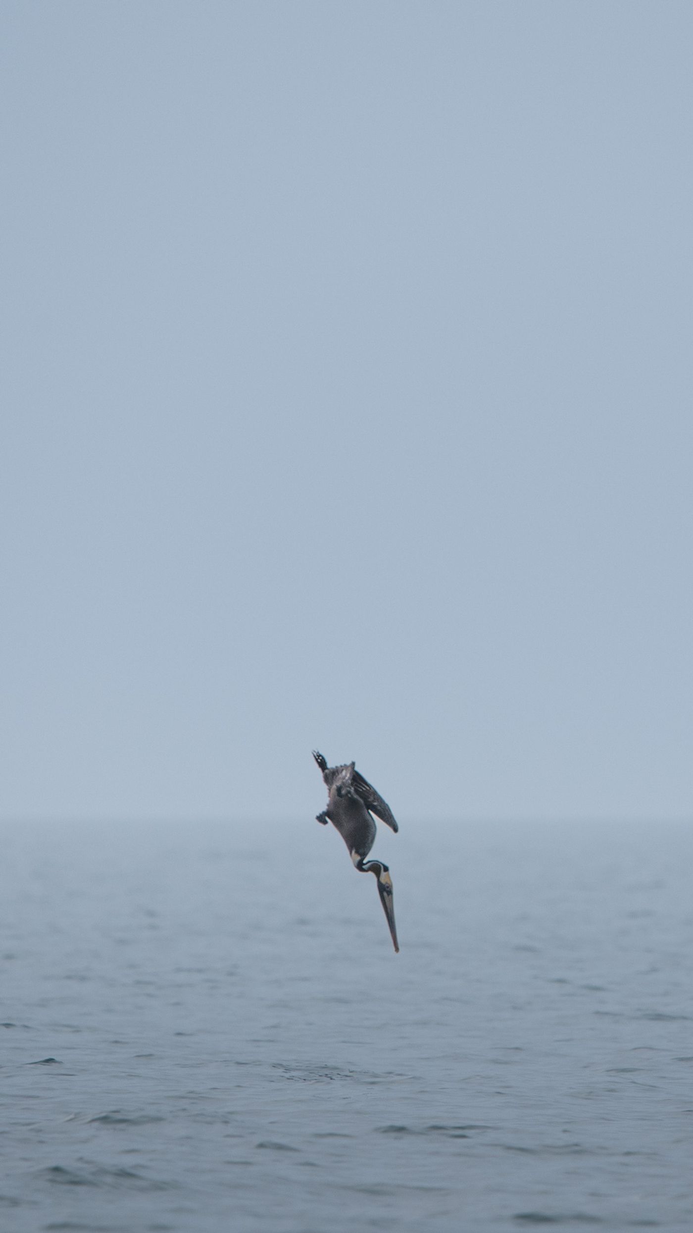 A brown pelican folds into a steep dive toward the water below.