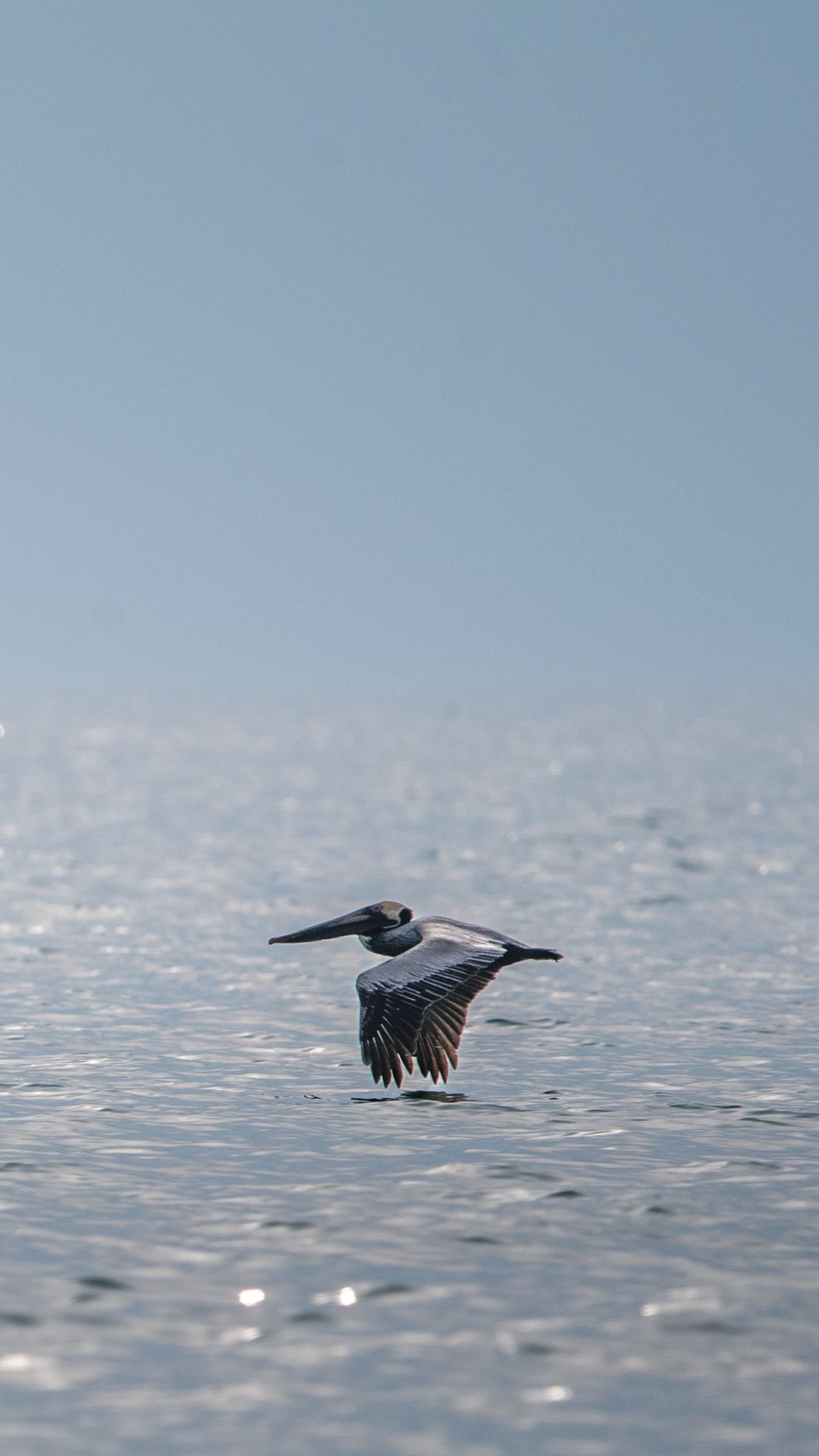 A brown pelican flies low over calm, sunlit water with its wings partly folded.
