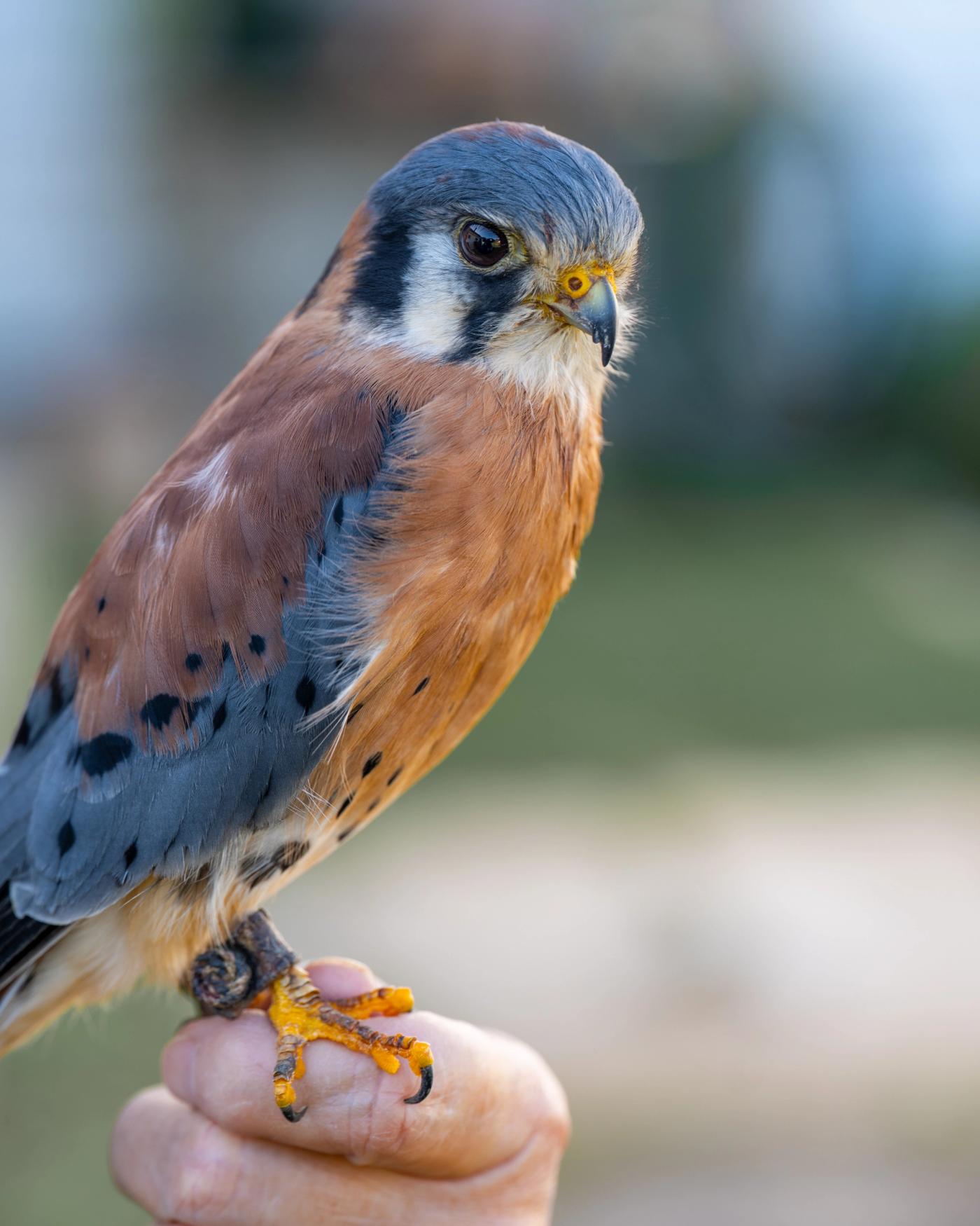An American Kestrel with rust and blue-gray plumage perched on a person's hand.