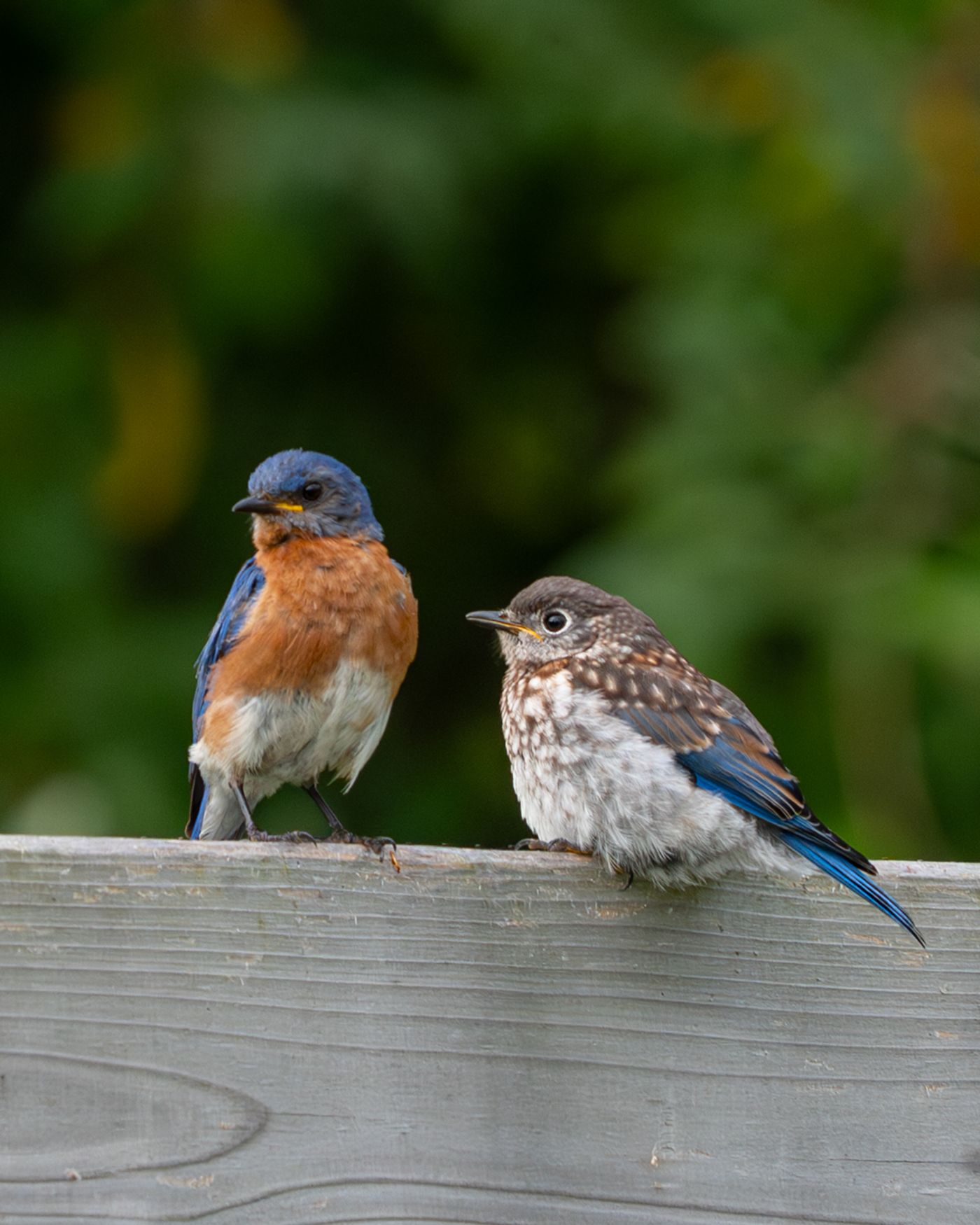 An adult male Eastern Bluebird and a speckled juvenile perch side by side on a wooden rail.