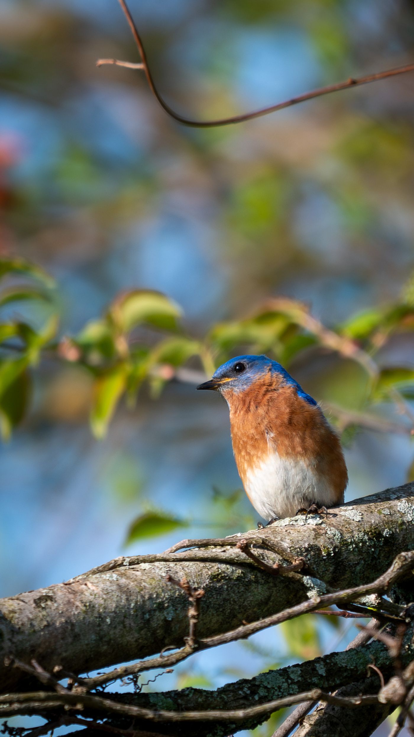 An Eastern Bluebird perches on a lichen-covered branch against a soft blue and green background.