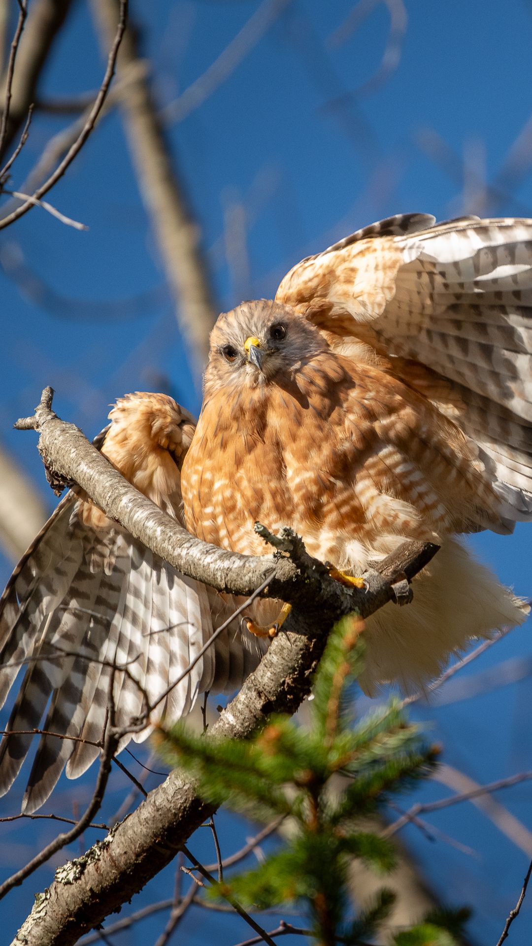 A Red-shouldered Hawk perched on a branch with its barred wings raised.