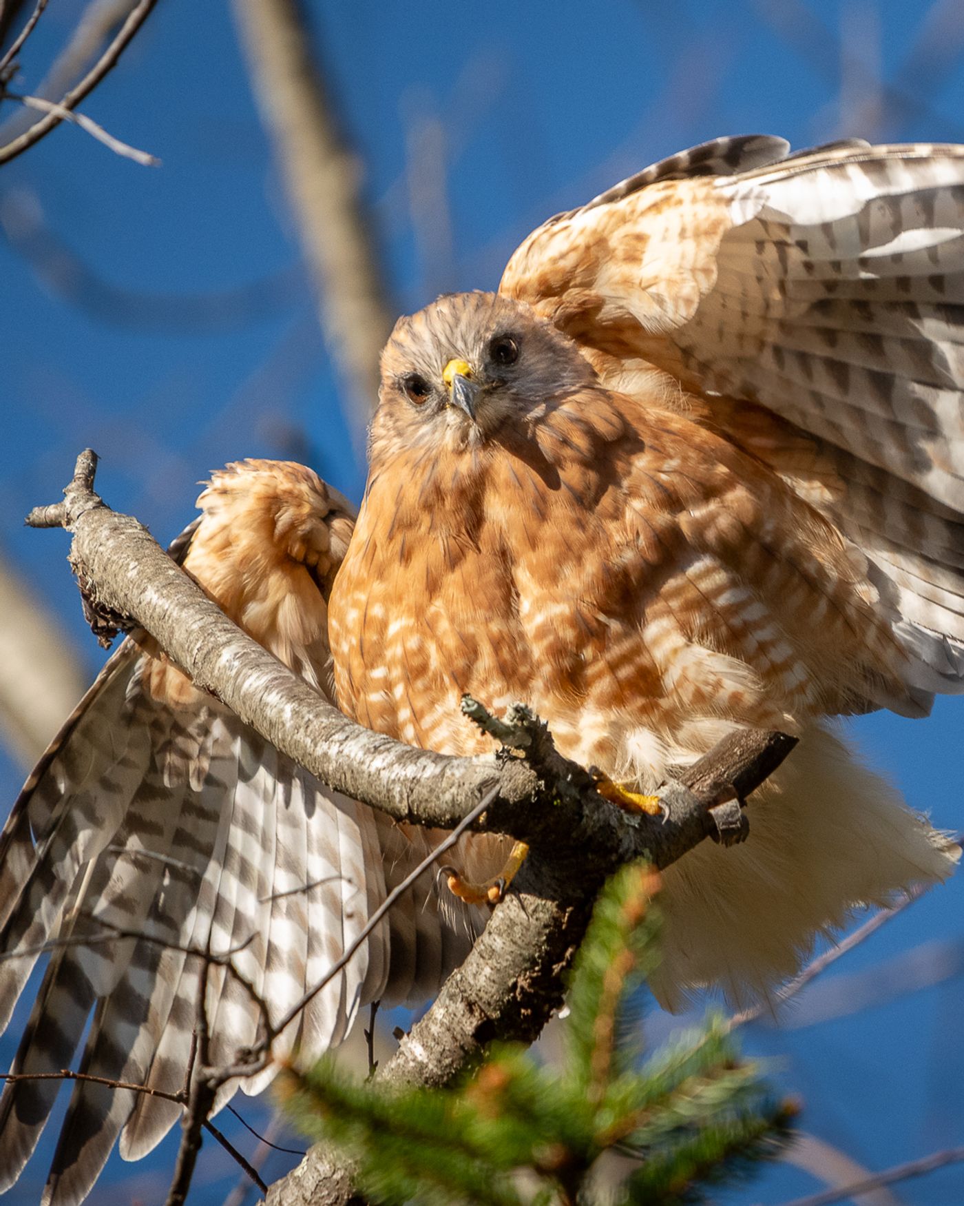 A Red-shouldered Hawk perched on a branch with its barred wings raised.