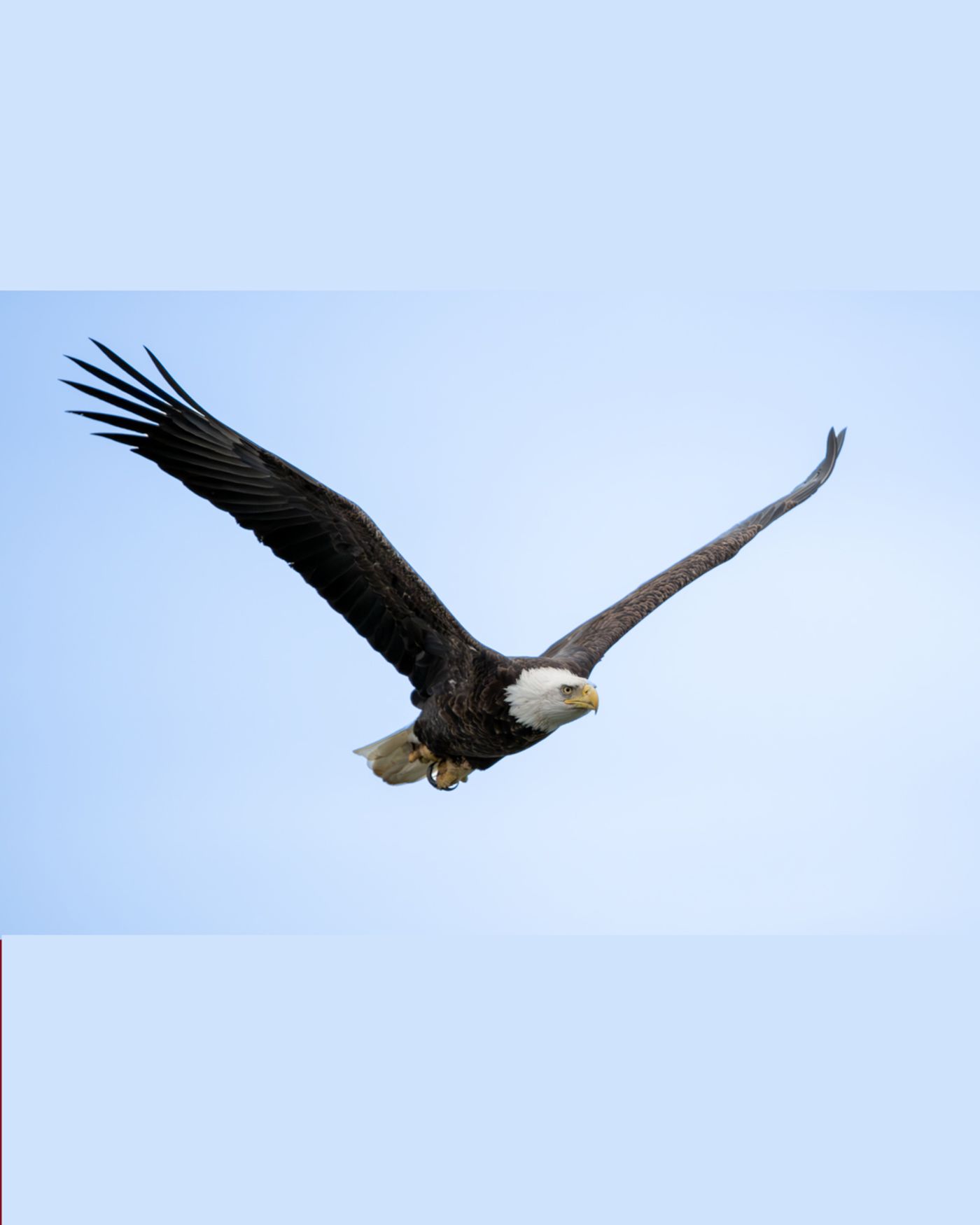 A bald eagle glides against a pale sky, seen from below with its wings swept back.