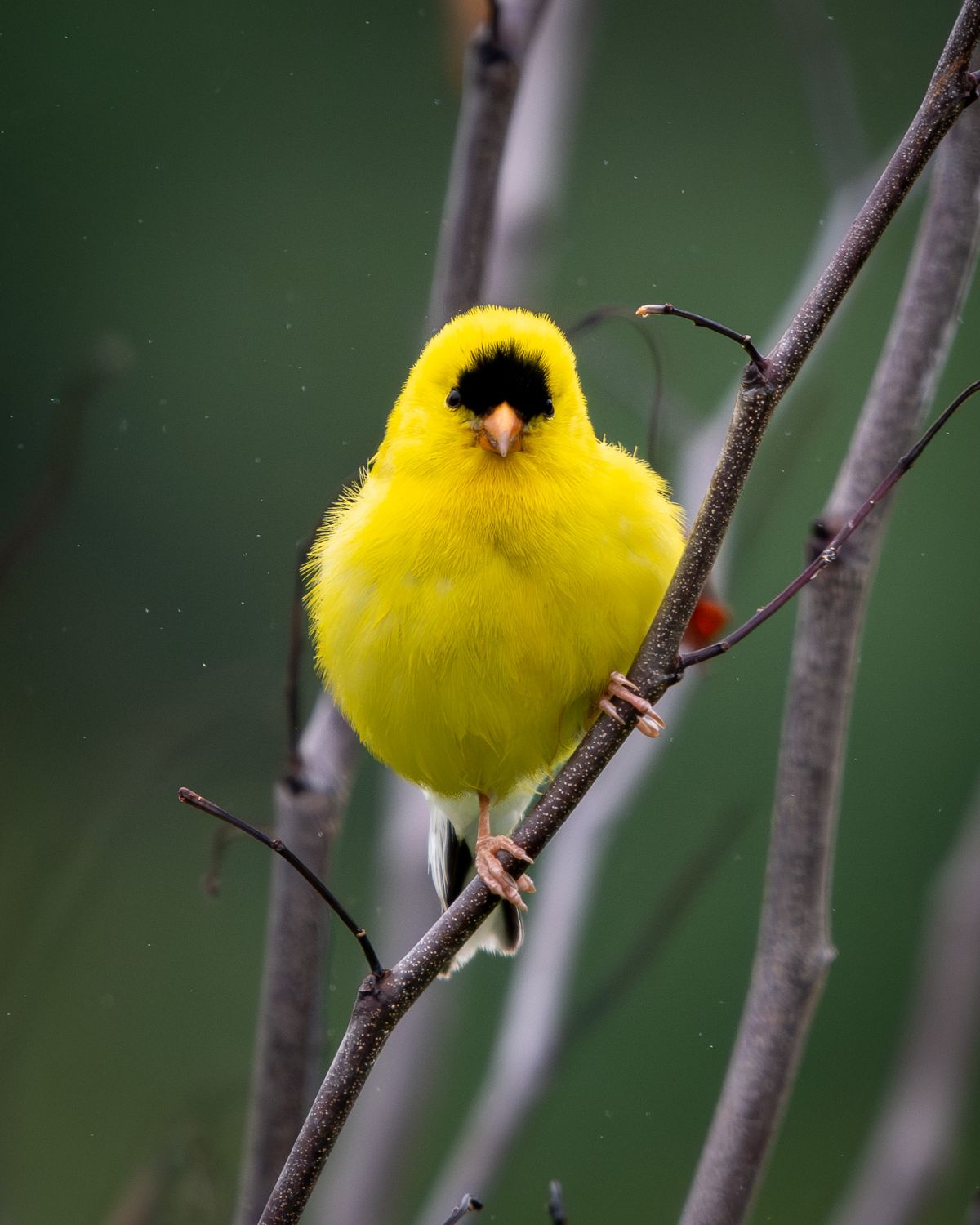 A bright yellow American Goldfinch with a black cap perches on a thin branch, looking directly at the camera.