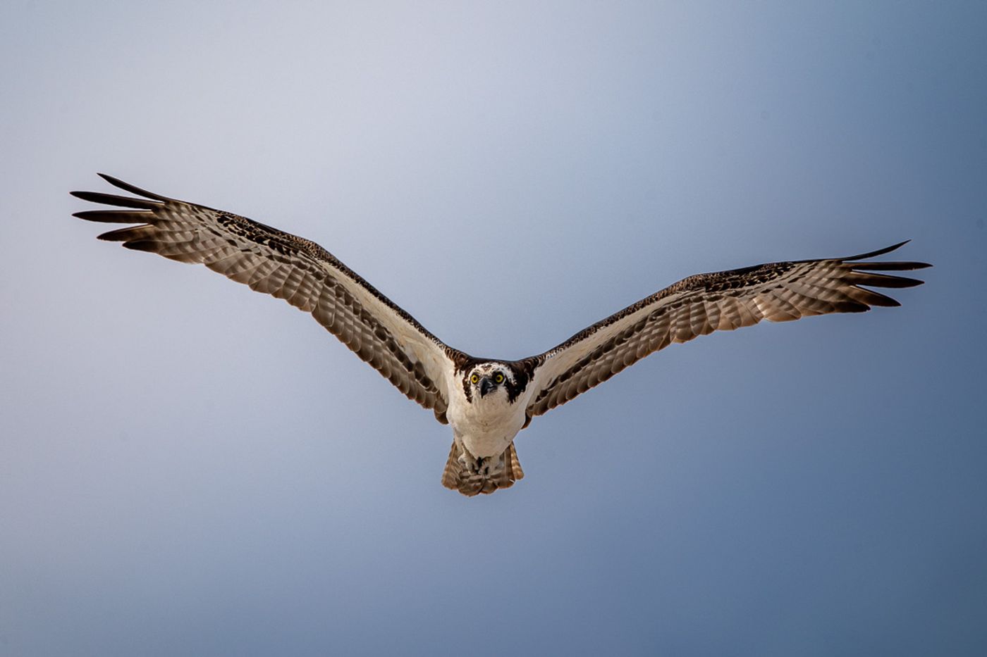 An osprey soars head-on with wings outstretched, its yellow eyes fixed on the camera.