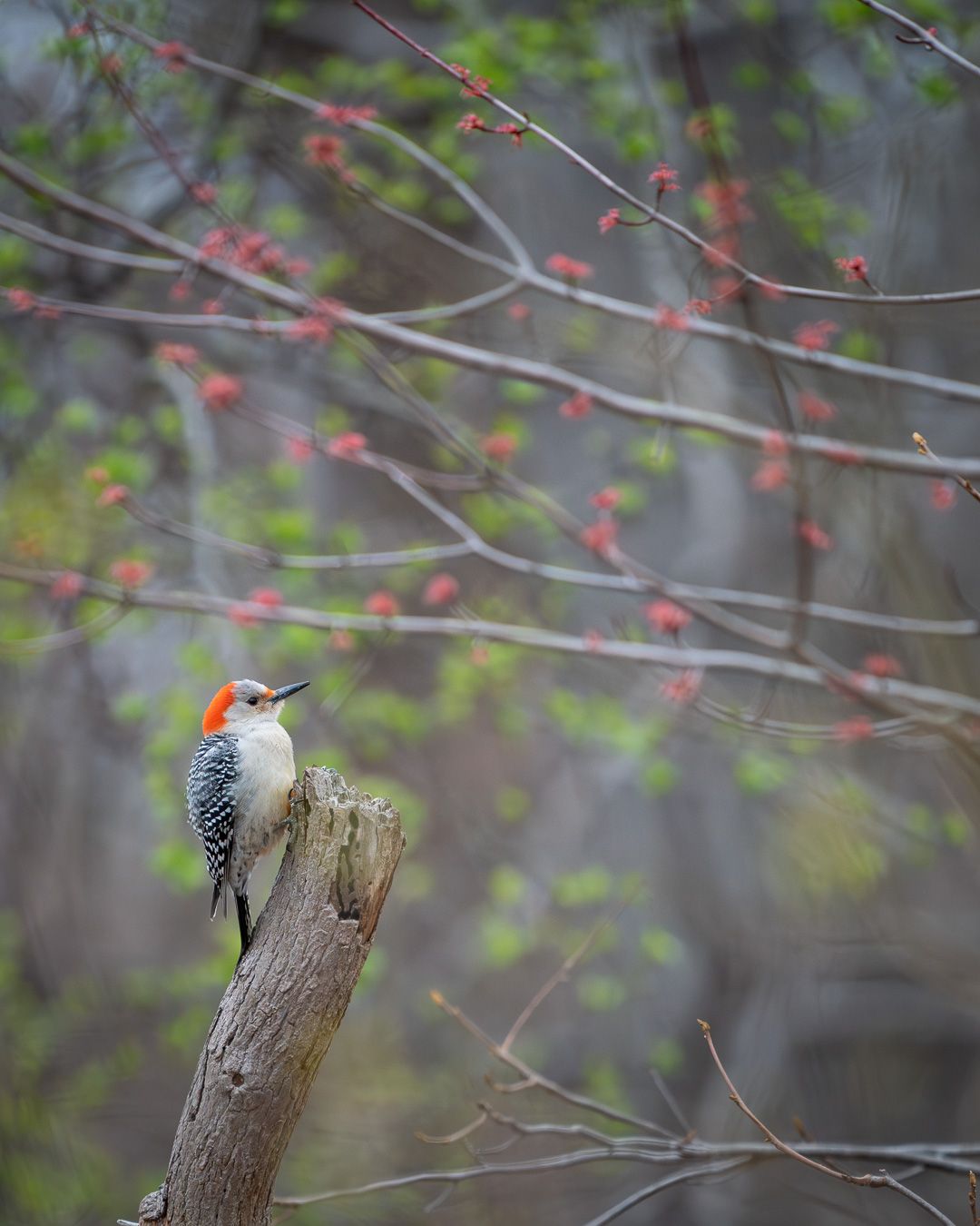 A Red-bellied Woodpecker perches on a broken stump surrounded by budding red maple flowers.