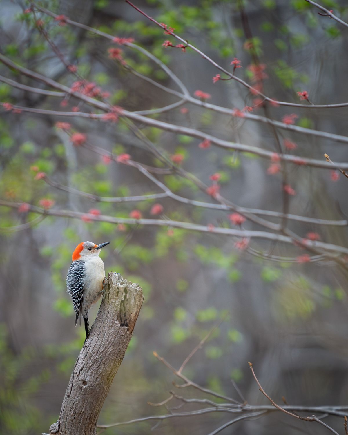 A Red-bellied Woodpecker perches on a broken stump surrounded by budding red maple flowers.