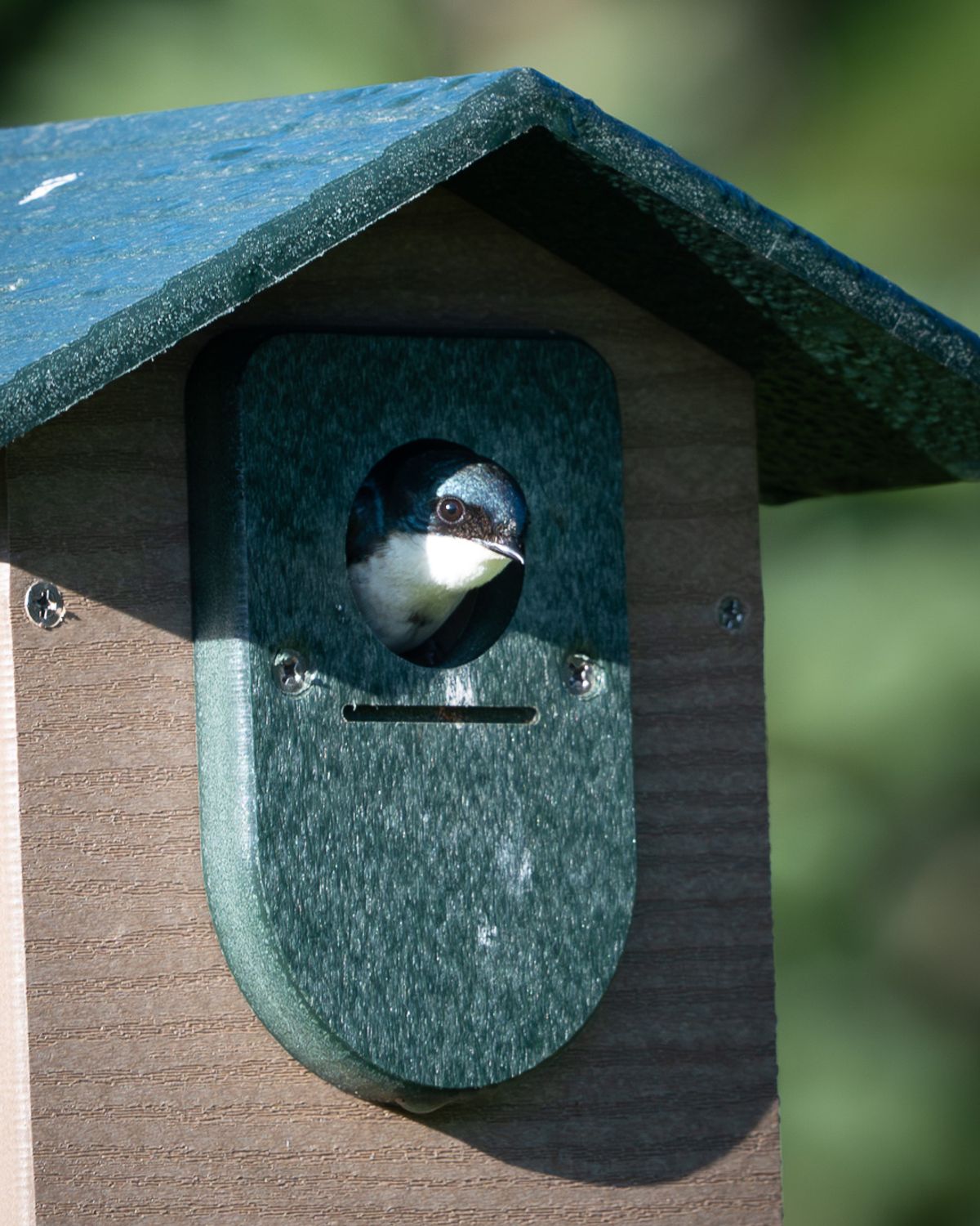 A Tree Swallow peers out from the round entrance hole of a wooden nest box.