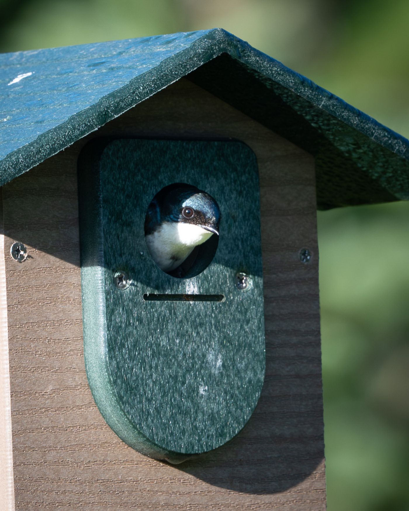 A Tree Swallow peers out from the round entrance hole of a wooden nest box.