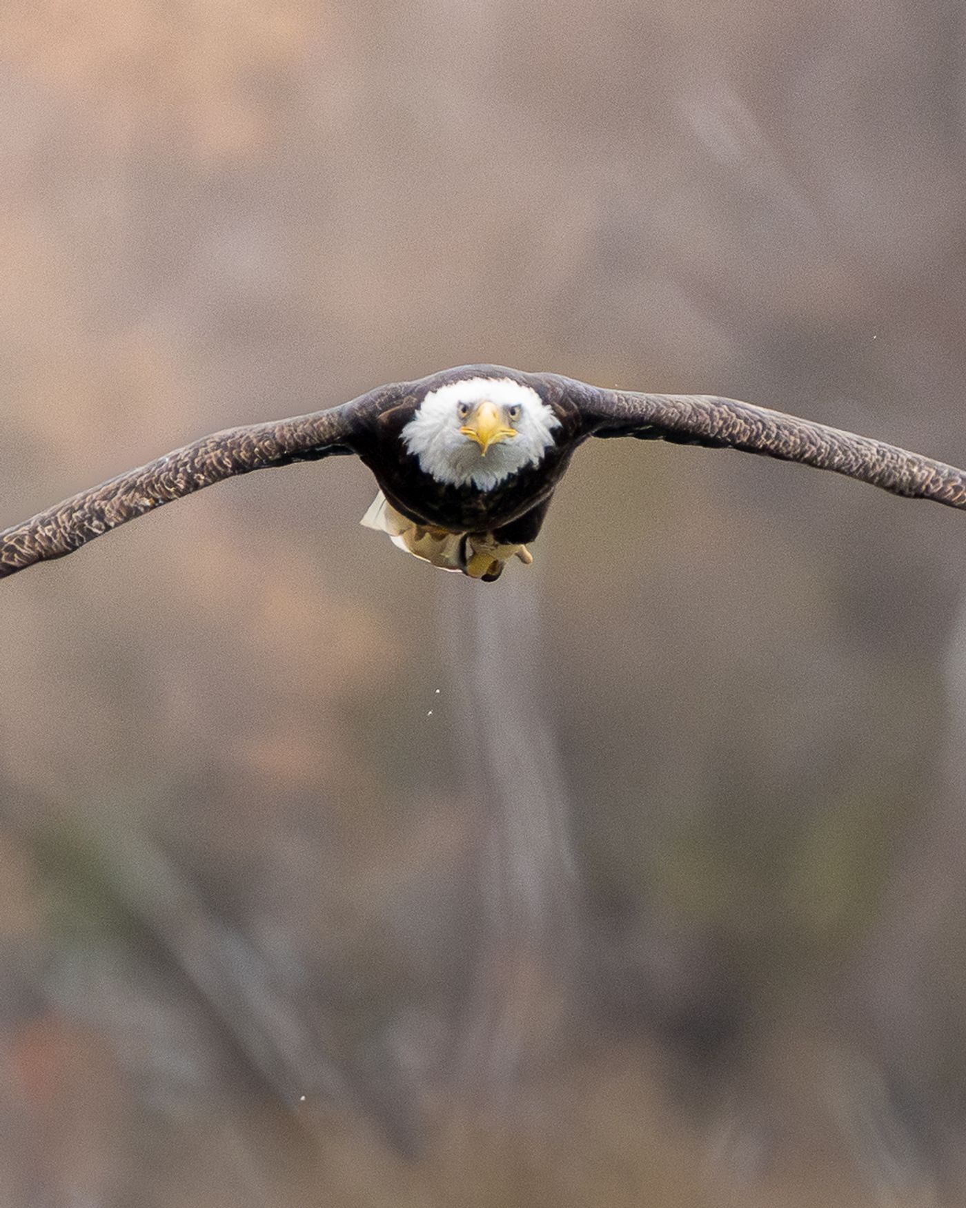 A Bald Eagle flies low over water with wings outstretched, its white head and yellow beak sharply visible against a muted winter backdrop.