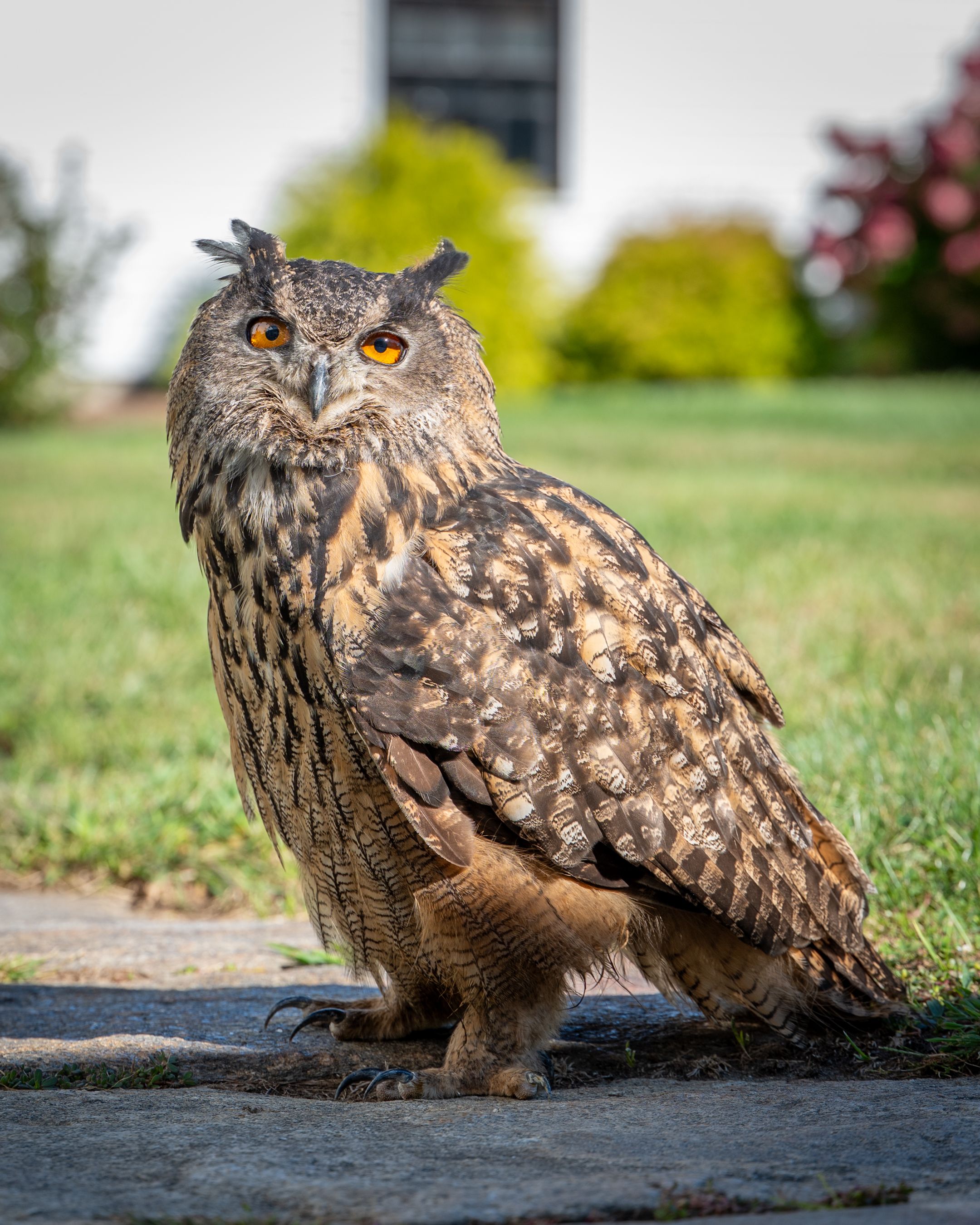 Eurasian Eagle-Owl